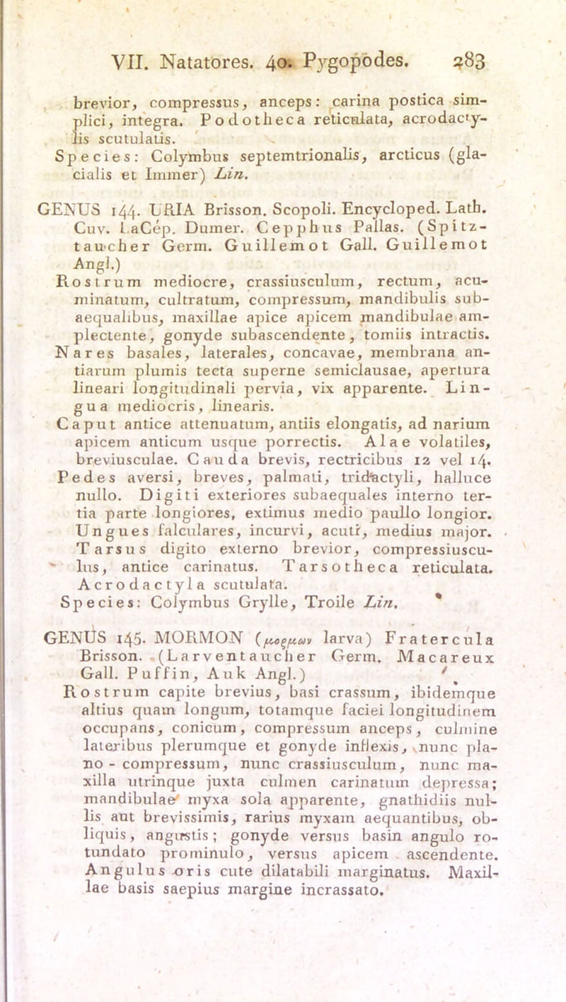 brevior, compressus, anceps: carina postica sim- plici, integra. Podotheca reticulata, acrodac<y- lis scutulatis. Species: Colymbus septemtrionalis, arclicus (gla- cialis et Immer) Lin. GENUS 144. LRIA Brisson. Scopoli. Encycloped. Lath. Cuv. l.aCep. Dumer. Cepphus Pallas. (Spitz- taacher Germ. Guillemot Gail. Guillemot Angl.) Rostrum mediocre, crassiusculum, rectum, acu- minatum, cultratum, compressum, mandibulis sub- aequalibus, maxillae apice apicem mandibulae am- plectente, gonyde subascendente, tomiis intractis. Nares basales, laterales, concavae, membrana an- tiarum plumis tecta superne semiclausae, apertura lineari longitudinali pervia, vix apparente. Lin- gua mediocris, linearis. Caput antice attenuatum, antiis elongatis, ad narium apicem anticum usque porrectis. Alae volatiles, breviusculae. Cauda brevis, rectricibus 12 vel 14* Pedes aversi, breves, palmali, trid*actyli, halluce nullo. Digiti exteriores subaequales interno ter- tia parte longiores, extimus medio paullo longior. Ungues falculares, incurvi, acutr, medius major. Tarsus digito externo brevior, compressiuscu- * lus, antice carinatus. Tarsotheca reticulata. Acrodactyla scutulata. Species: Colymbus Grylle, Troile Lin. GENUS 145. MORMON (pe^pav larva) Fratercula Brisson. ,(Larventaucher Germ. Macareux Gail. Puffin, Auk Angl.) /< Rost rum capite brevius, basi crassum, ibidemque altius quam longum, totamque faciei longitudinem occupans, conicum, compressum anceps, culmine lateribus plerumque et gonyde inflexis, .nunc pla- no - compressum, nunc crassiusculum, nunc ma- xilla utrinque juxta culmen carinatum depressa; mandibulae' myxa sola apparente, gnathidiis nul- lis aut brevissimis, rarius rayxam aequantibus, ob- liquis, angiretis; gonyde versus basin angulo ro- tundato prominulo, versus apicem ascendente. Angulus -oris cute dilatabili marginatus. Maxil- lae basis saepius margine incrassato.
