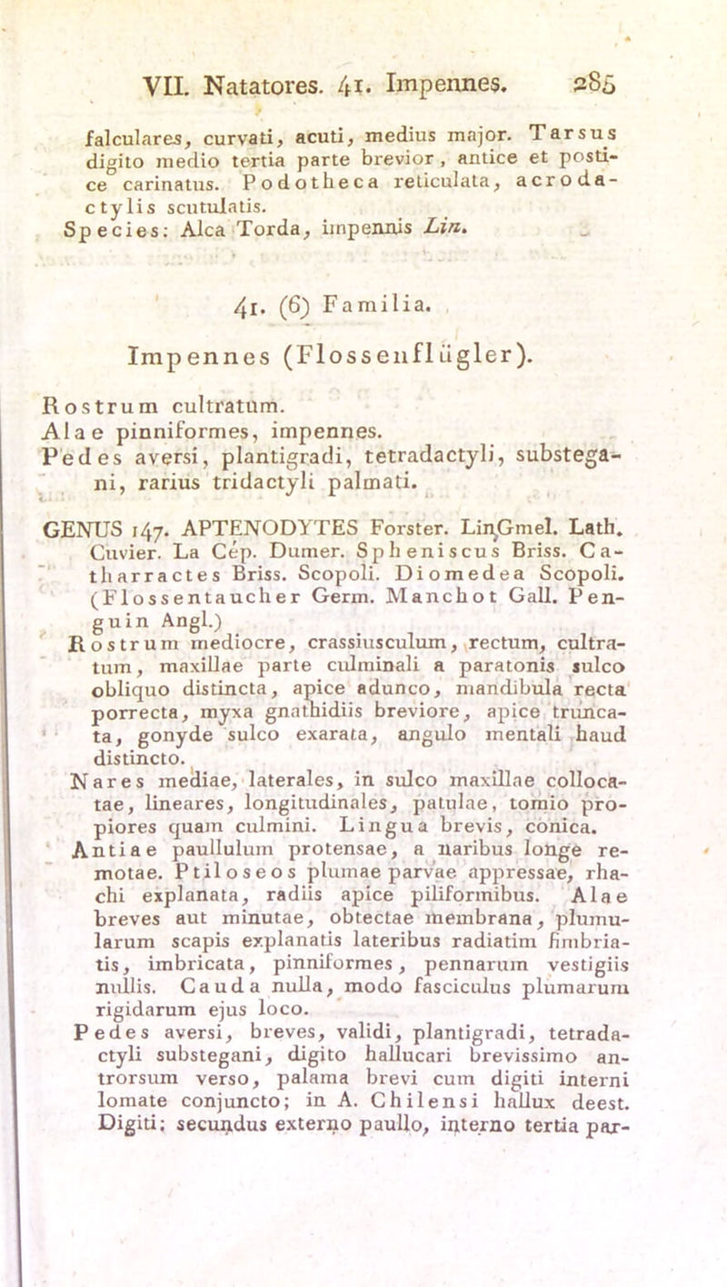 falculares, curvati, acuti, medius major. Tarsus digito medio tertia parte brevior , antice et posti- ce carinatus. Podotheca reliculata, acroda- ctylis scutuiatis. Species: Alca Torda, impennjs Lin. 4l. (6) Familia. Impennes (Flossenfliigler). Rostrum cultratum. Alae pinniformes, impennes. Pedes aversi, plantigradi, tetradactyli, substega- ni, rarius tridactyli palmati. GENUS 147. APTENODYTES Förster. Lin^Gmel. Lath. Cuvier. La Cep. Dumer. Spheniscus Briss. Ca- tliarractes Briss. Scopoli. Diomedea Scopoli. (Flossentaucher Germ. Manchot Gail. Pen- guin Angl.) Rostrum mediocre, crassiusculum, rectum, cultra- tum , maxillae parte cidminali a paratonis sulco obliquo distincta, apice adunco, mandibula recta porrecta, myxa gnathidiis breviore, apice trunca- ta, gonyde sulco exarata, angulo mentali haud distincto. Nares mediae, laterales, in sulco maxillae colloca- tae, lineares, longitudinales, patulae, tomio pro- piores quam culmini. Lingua brevis, conica. Antiae paullulum protensae, a naribus longe re- motae. Ptiloseos plumae parvae appressae, rha- chi explanata, radiis apice piliformibus. Alae breves aut minutae, obtectae meinbrana, plumu- larum scapis explanatis lateribus radiatim fimbria- tis, imbricata, pinniformes, pennarum vestigiis nullis. Cauda nulla, modo fasciculus plumarum rigidarum ejus loco. Pedes aversi, breves, validi, plantigradi, tetrada- ctyli substegani, digito hallucari brevissimo an- trorsum verso, palama brevi cum digiti interni lomate conjuncto; in A. Chilensi hallux deest. Digiti; secunidus externo paullo, interno tertia par-