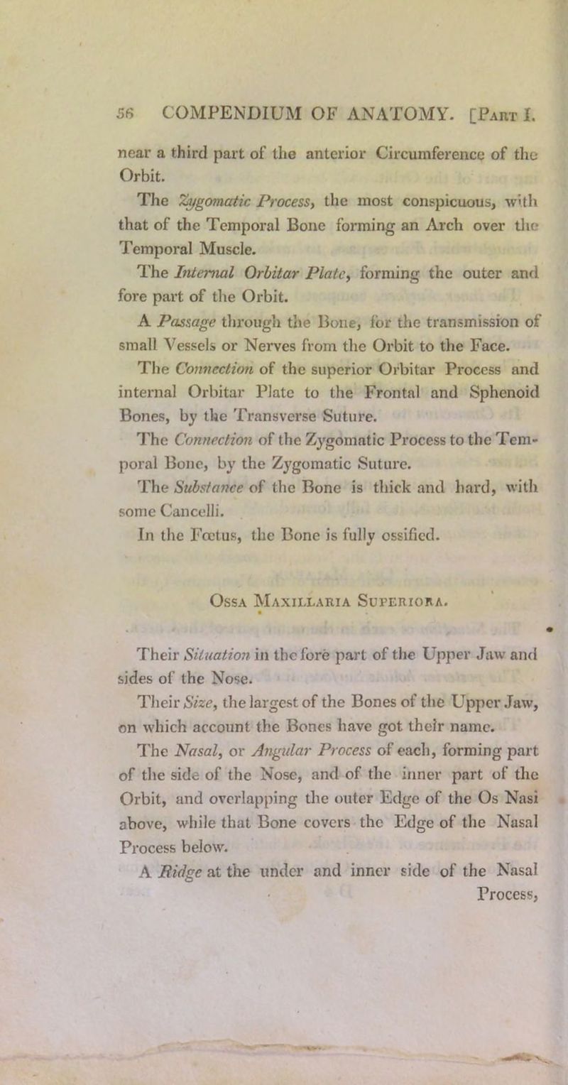 near a third part of the anterior Circumference of the Orbit. The Zygomatic Process, the most conspicuous, with that of the Temporal Bone forming an Arch over tlie Temporal Muscle. The Bilemal Orhitar Plate, forming the outer and fore part of the Orbit. A Passage through the Bone, for the transmission of small Vessels or Nerves from the Orbit to the Face. The Connection of the superior Orbitar Process and internal Orbitar Plate to the Frontal and Sphenoid Bones, by the Transverse Suture. The Connection of the Zygomatic Process to the Tem- poral Bone, by the Zygomatic Suture. The Substance of the Bone is thick and hard, with some Cancelli. In the Foetus, the Bone is fully ossified. Ossa Maxillaria Superiora. • Their Situation in the fore part of the Upper Jaw and sides of the Nose. Their (SVze, the largest of the Bones of the Upper Jaw, on which account the Bones have got their name. The Nasal, or Angular Process of each, forming part of the side of the Nose, and of the inner part of the Orbit, and overlapping the outer Edge of the Os Nasi above, while that Bone covers the Edge of the Nasal Process below. A Bif/tre at the under and inner side of the Nasal O Process,