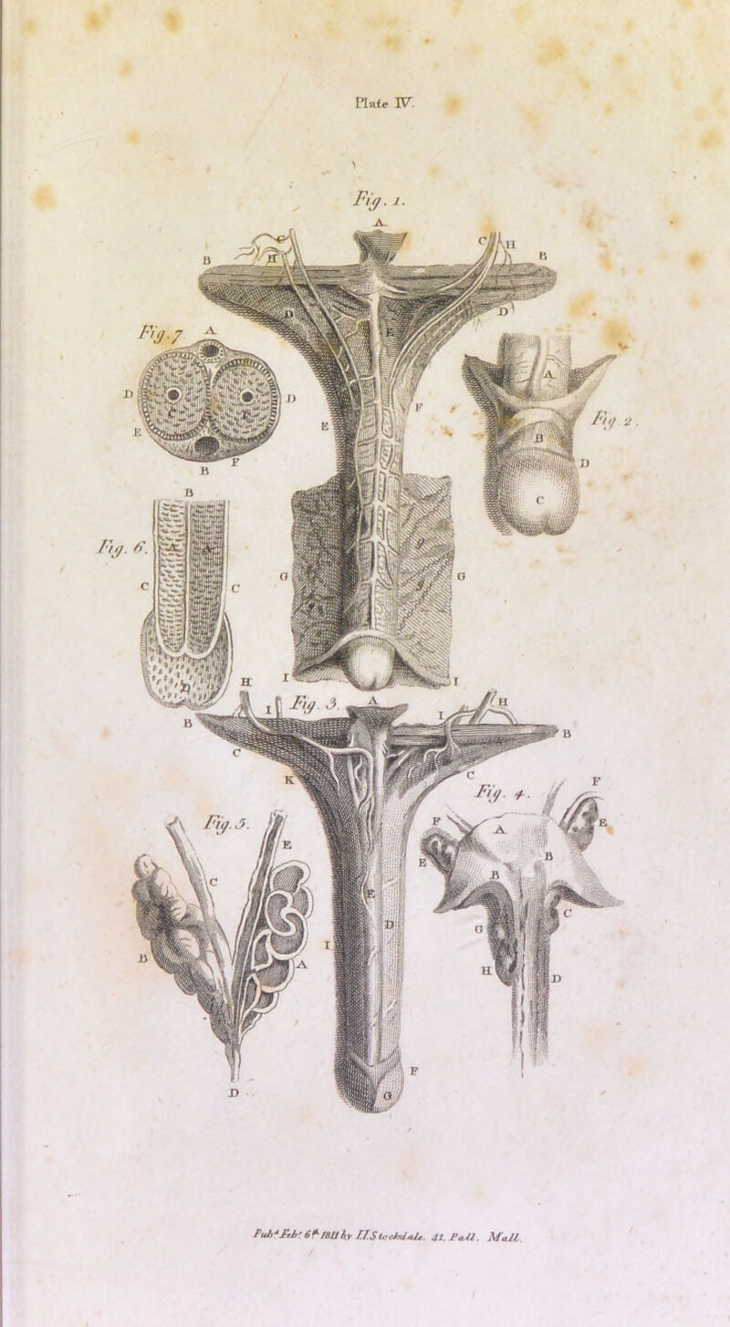 Ptib^StJr:6f-/6Uh llStccM^. Mujl.