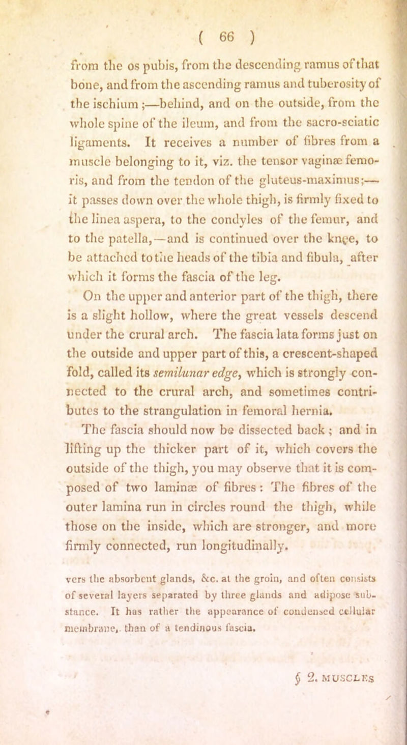 from the os pubis, from the descending ramus of that bone, and from the ascending ramus and tuberosity of the ischium ;—behind, and on the outside, from the whole spine of the ileum, and from the sacro-sciatic ligaments. It receives a number of fibres from a muscle belonging to it, viz. the tensor vaginae femo- ris, and from the tendon of the gluteus-maximus;— It passes down over the whole thigh, is firmly fixed to the linea aspera, to the condyles of the femur, and to the patella,—and is continued over the kn^e, to be attached to the heads of the tibia and fibula, after which it forms the fascia of the leg. On the upper and anterior part of the thigh, there is a slight hollow, where the great vessels descend under the crural arch. The fascia lata forms just on the outside and upper part of this, a crescent-shaped fold, called its semilunar edge, which is strongly con- nected to the crural arch, and sometimes contri- butes to the strangulation in femoral hernia. The fascia should now be dissected back ; and in lifting up the thicker part of it, which covers the outside of the thigh, you may observe that it is com- posed of two laminae of fibres: The fibres of the outer lamina run in circles round the thigh, while those on the inside, which are stronger, and more firmly connected, run longitudinally. vers the absorbent glands, &c. at the groin, and often consists of several layers separated by three glands and adipose sub- stance. It has rather the appearance of condensed cellular membrane, than of a tendinous fascia. § 2. MUSCLES