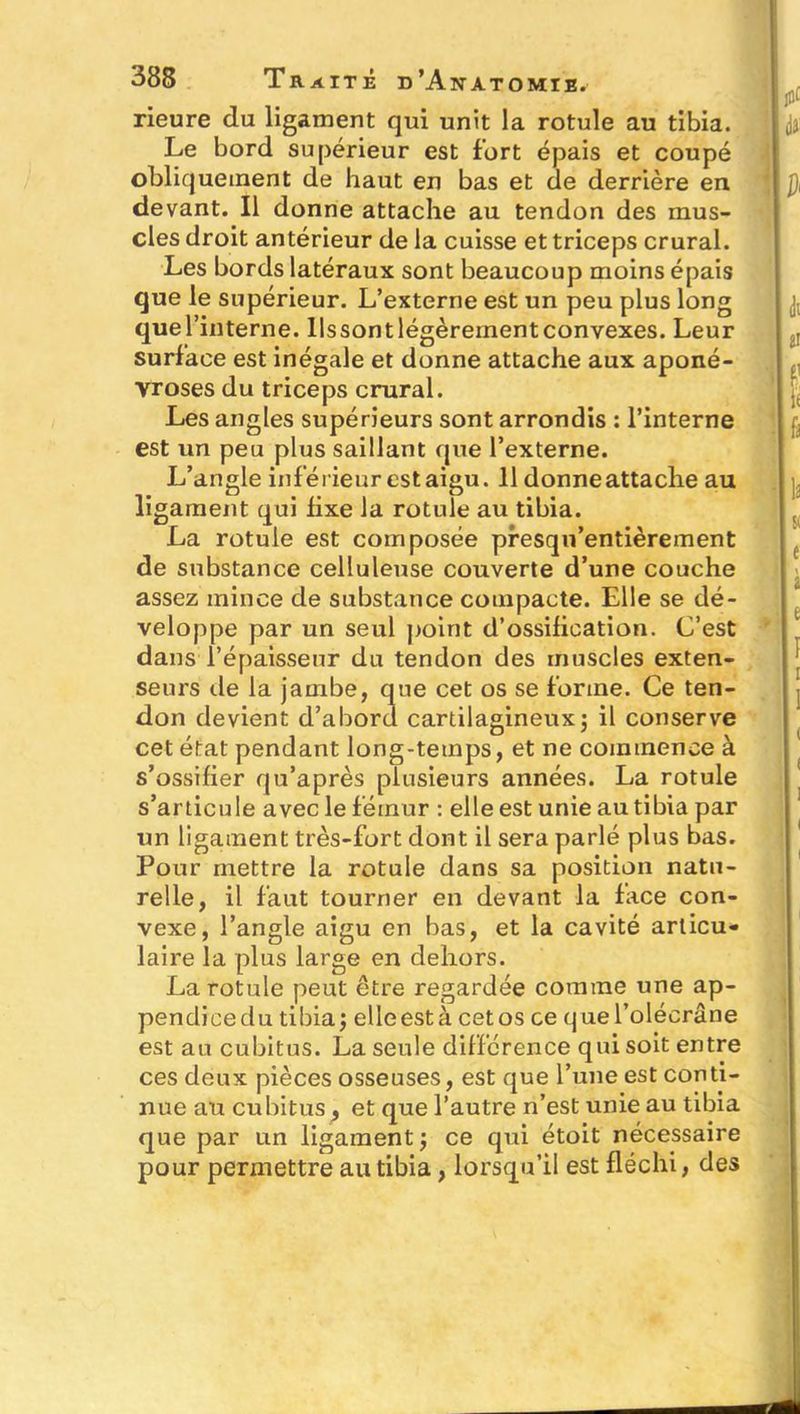 rieure du ligament qui unit la rotule au tibia. Le bord supérieur est fort épais et coupé obliquement de haut en bas et de derrière en devant. Il donne attache au tendon des mus- cles droit antérieur de la cuisse et triceps crural. Les bords latéraux sont beaucoup moins épais que le supérieur. L’externe est un peu plus long quel’interne. llssontlégèrernentconvexes. Leur surface est inégale et donne attache aux aponé- vroses du triceps crural. Les angles supérieurs sont arrondis : l’interne est un peu plus saillant que l’externe. L’angle inférieur est aigu. 11 donne attache au ligament qui fixe la rotule au tibia. La rotule est composée presqn’entièrement de substance celluleuse couverte d’une couche assez mince de substance compacte. Elle se dé- veloppe par un seul point d’ossification. C’est dans l’épaisseur du tendon des muscles exten- seurs tle la jambe, que cet os se forme. Ce ten- don devient d’abord cartilagineux ; il conserve cet état pendant long-temps, et ne commence à s’ossifier qu’après plusieurs années. La rotule s’articule avec le fémur : elle est unie au tibia par un ligament très-fort dont il sera parlé plus bas. Pour mettre la rotule dans sa position natu- relle, il faut tourner en devant la face con- vexe, l’angle aigu en bas, et la cavité articu- laire la plus large en dehors. La rotule peut être regardée comme une ap- pendice du tibia j elle est à cet os ce quel’olécrâne est au cubitus. La seule différence qui soit entre ces deux pièces osseuses, est que l’une est conti- nue au cubitus, et que l’autre n’est unie au tibia que par un ligament j ce qui étoit nécessaire pour permettre au tibia, lorsqu’il est fléchi, des