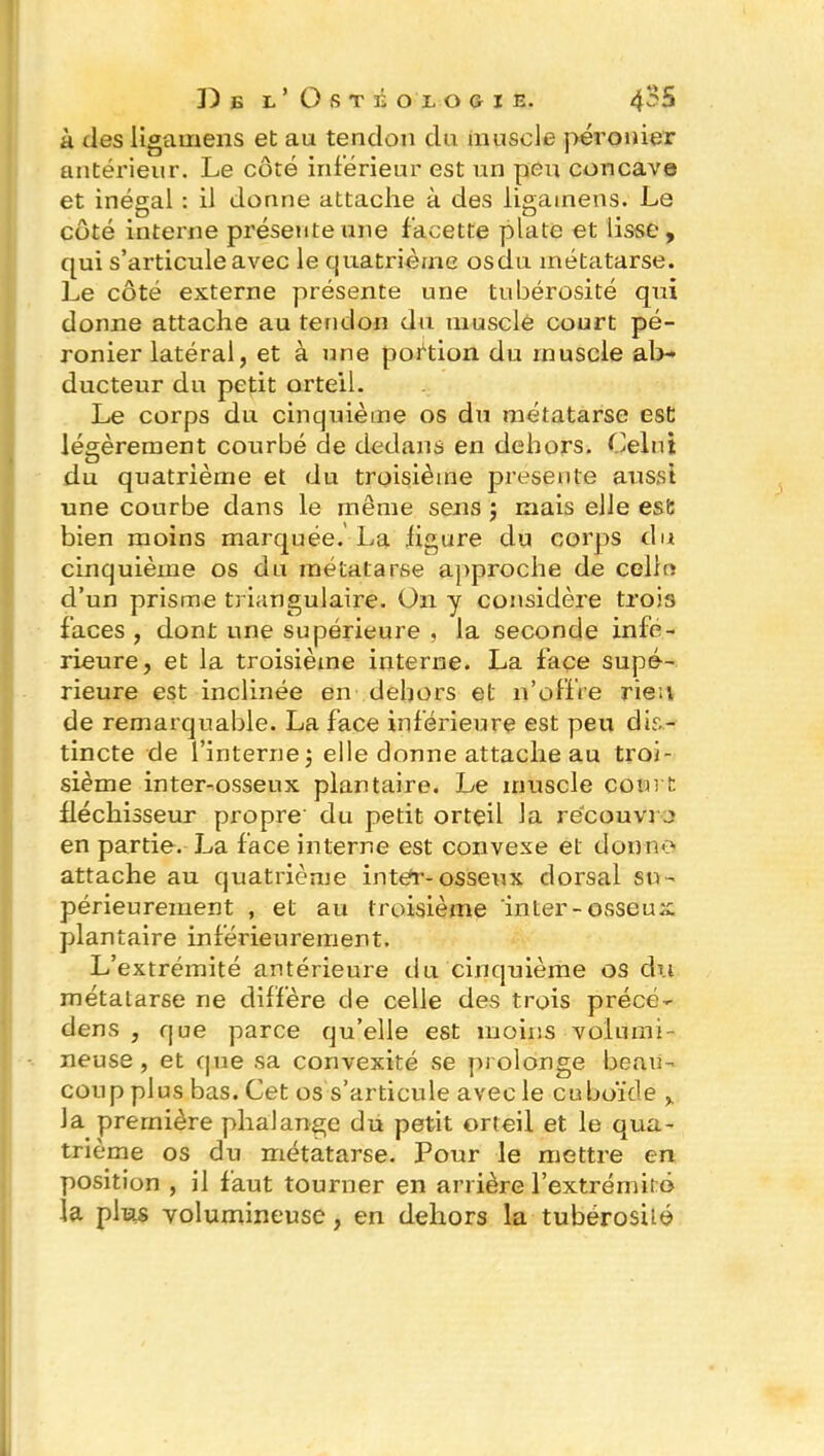 à des ligamens et au tendon du muscle péronier antérieur. Le côté inférieur est un peu concave et inégal : il donne attache à des ligamens. Le côté interne présente une facette plate et lisse, qui s’articule avec le quatrième osdu métatarse. Le côté externe présente une tubérosité qui donne attache au tendon du musclé court pé- ronier latéral, et à une portion du muscle ab- ducteur du petit orteil. Le corps du cinquième os du métatarse est légèrement courbé de dedans en dehors. Celui du quatrième et du troisième présente aussi une courbe dans le même sens ; mais elle est bien moins marquée. La figure du corps du cinquième os du métatarse approche de celle d’un prisme triangulaire. On y considère trois faces , dont une supérieure , la seconde infe- rieure, et la troisième interne. La façe supé- rieure est inclinée en dehors et n’offre rien de remarquable. La face inférieure est peu dis- tincte de l’interne 3 elle donne attache au troi- sième inter-osseux plantaire. Le muscle court fléchisseur propre du petit orteil la recouvra en partie. La face interne est convexe et donne attache au quatrième in ter- osseux dorsal su- périeurement , et au troisième inter-osseux plantaire inférieurement. L’extrémité antérieure du cinquième os du métatarse ne diffère de celle des trois précé- dens , que parce qu’elle est moins volumi- neuse, et que sa convexité se prolonge beau- coup plus bas. Cet os s’articule avec le cuboïde la première phalange du petit orteil et le qua- trième os du métatarse. Pour le mettre en position , il faut tourner en arrière l’extrémité la plus volumineuse, en dehors la tubérosité