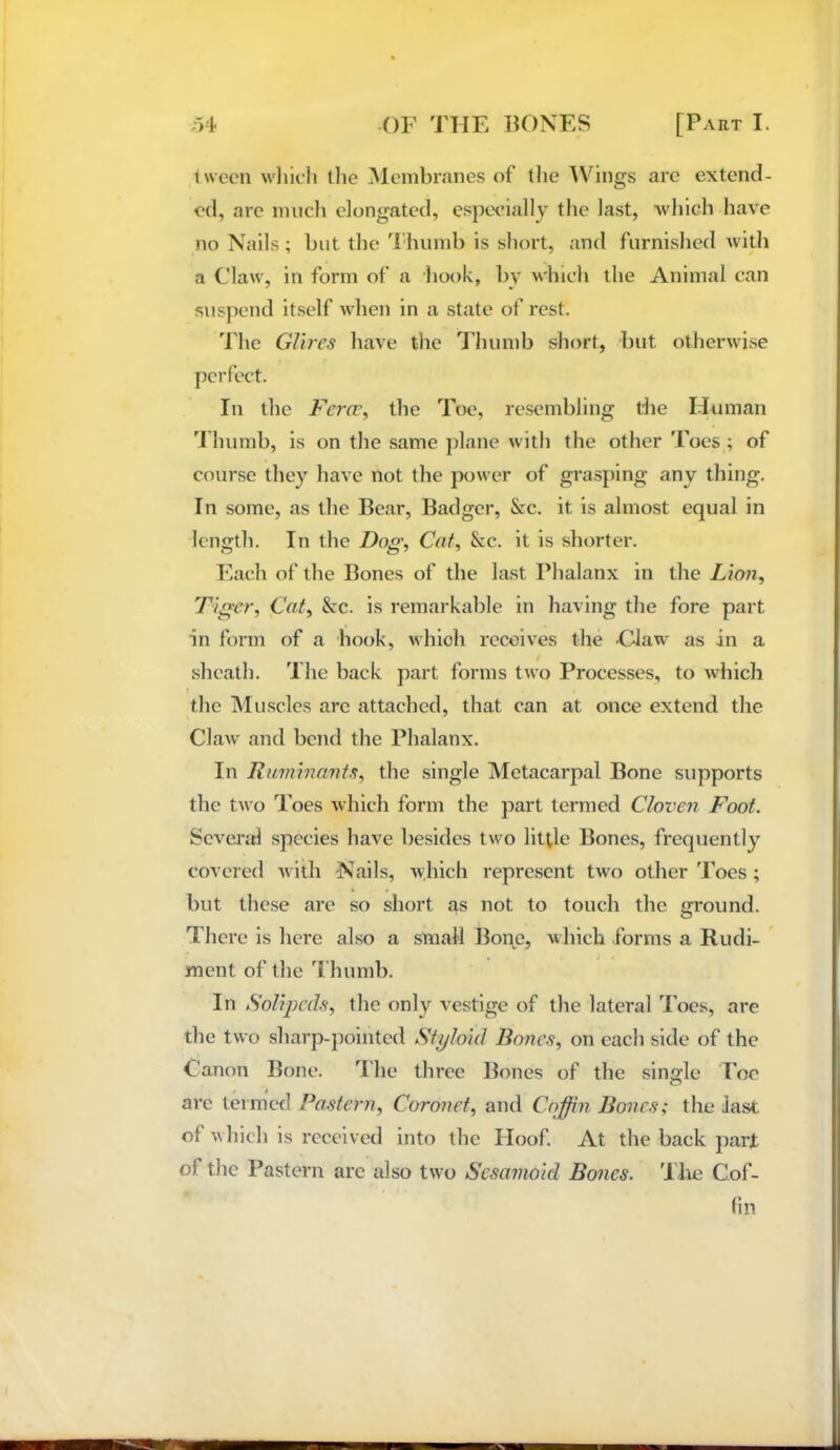 tween wlildi the ^lenibranes of the Wings are extend- <‘(1, are much elongated, espeeially the last, which have no Nails; but the Thinnb is short, and furnished with a Claw, in form of a hook, by which the Animal can suspend itself when in a state of rest. 'I'he GUres have the Thumb short, but otherwise perfect. In the Fcrcr, the Toe, re.sembling the Human I humb, is on the same ])lane with the other Toes ; of course they have not the power of grasping any thing. In some, as the Bear, Badger, &c. it is almost equal in length. In the Dog', Cat, &c. it is shorter. Each of the Bones of the last Phalanx in the Lion, Tiger, Cat, &c. is remarkable in having the fore part in form of a hook, which receives the -Claw' as in a / .sheath. The back part forms two Processes, to which the Muscles arc attached, that can at once extend the Claw and bend the Phalanx. In Ruminants, the single Metacarpal Bone supports the two Toes which form the part termed Cloven Foot. Several species have besides two little Bones, frequently covered with Nails, Avhich represent two other Toes ; but these are so short as not to touch the irround. There is here also a small Bone, which forms a Rudi- ' ment of the 'I humb. In Solvpcds, the only vestige of the lateral Toes, are the two sharp-pointed Styloid Bones, on each side of the Canon Bone. 'I'he three Bones of the single Poe are tm med Pastern, Coronet, and Coffin Bones; the last of which is received into the Hoof. At the back parjt of the Pastern arc also two Sesamoid Bones. Tim Cof- fin