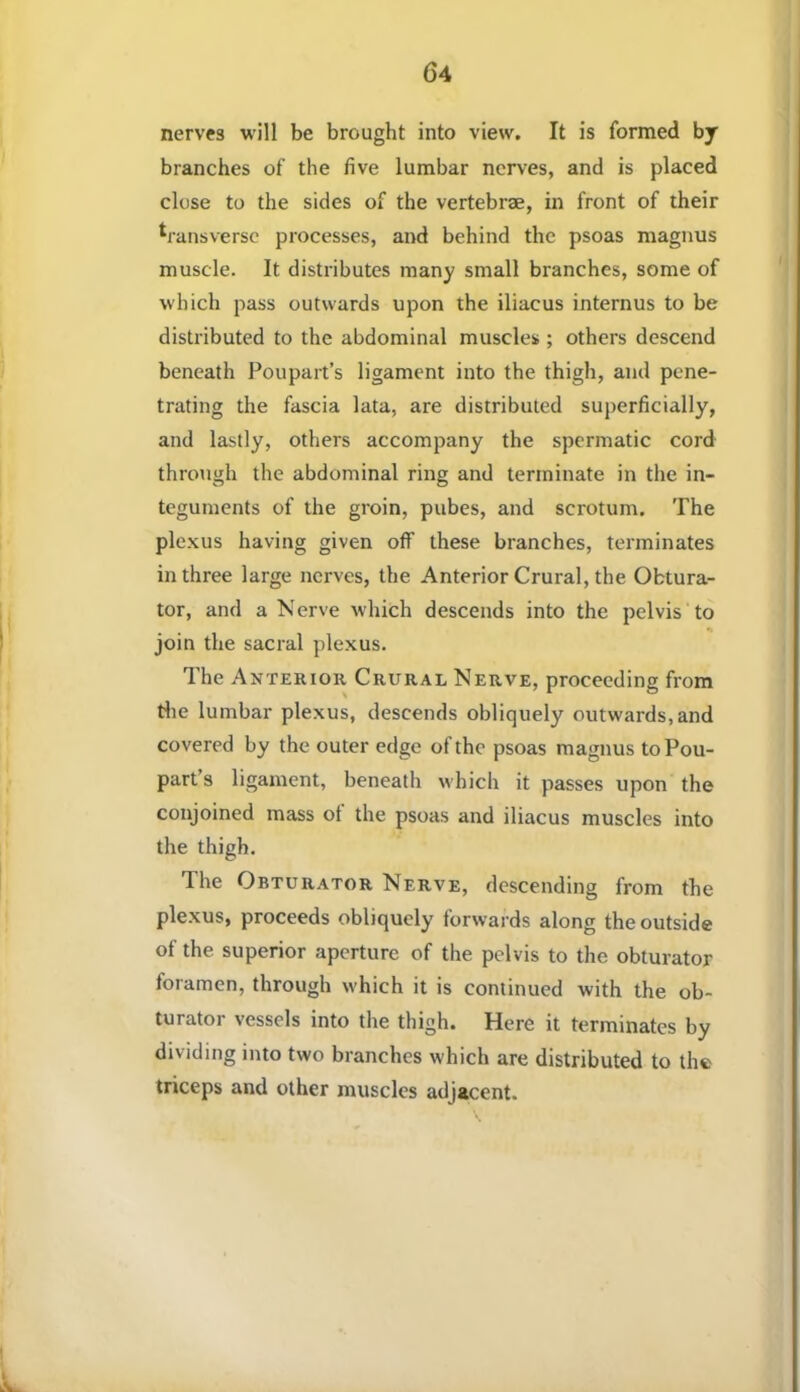nerves will be brought into view. It is formed by branches of the five lumbar nerves, and is placed close to the sides of the vertebrae, in front of their transverse processes, and behind the psoas magnus muscle. It distributes many small branches, some of which pass outwards upon the iliacus internus to be distributed to the abdominal muscles ; others descend beneath Poupart’s ligament into the thigh, and pene- trating the fascia lata, are distributed superficially, and lastly, others accompany the spermatic cord through the abdominal ring and terminate in the in- teguments of the groin, pubes, and scrotum. The ple.xus having given off these branches, terminates in three large nerves, the Anterior Crural, the Obtura- tor, and a N erve which descends into the pelvis to ** join the sacral plexus. The Anterior Crural Nerve, proceeding from tlie lumbar plexus, descends obliquely outwards, and covered by the outer edge of the psoas magnus toPou- part s ligament, beneath which it passes upon the conjoined mass ot the psoas and iliacus muscles into the thigh. The Obturator Nerve, descending from the plexus, proceeds obliquely forwards along the outside of the superior aperture of the pelvis to the obturator foramen, through which it is continued with the ob- turator vessels into the thigh. Here it terminates by dividing into two branches which are distributed to the triceps and other muscles adjacent.