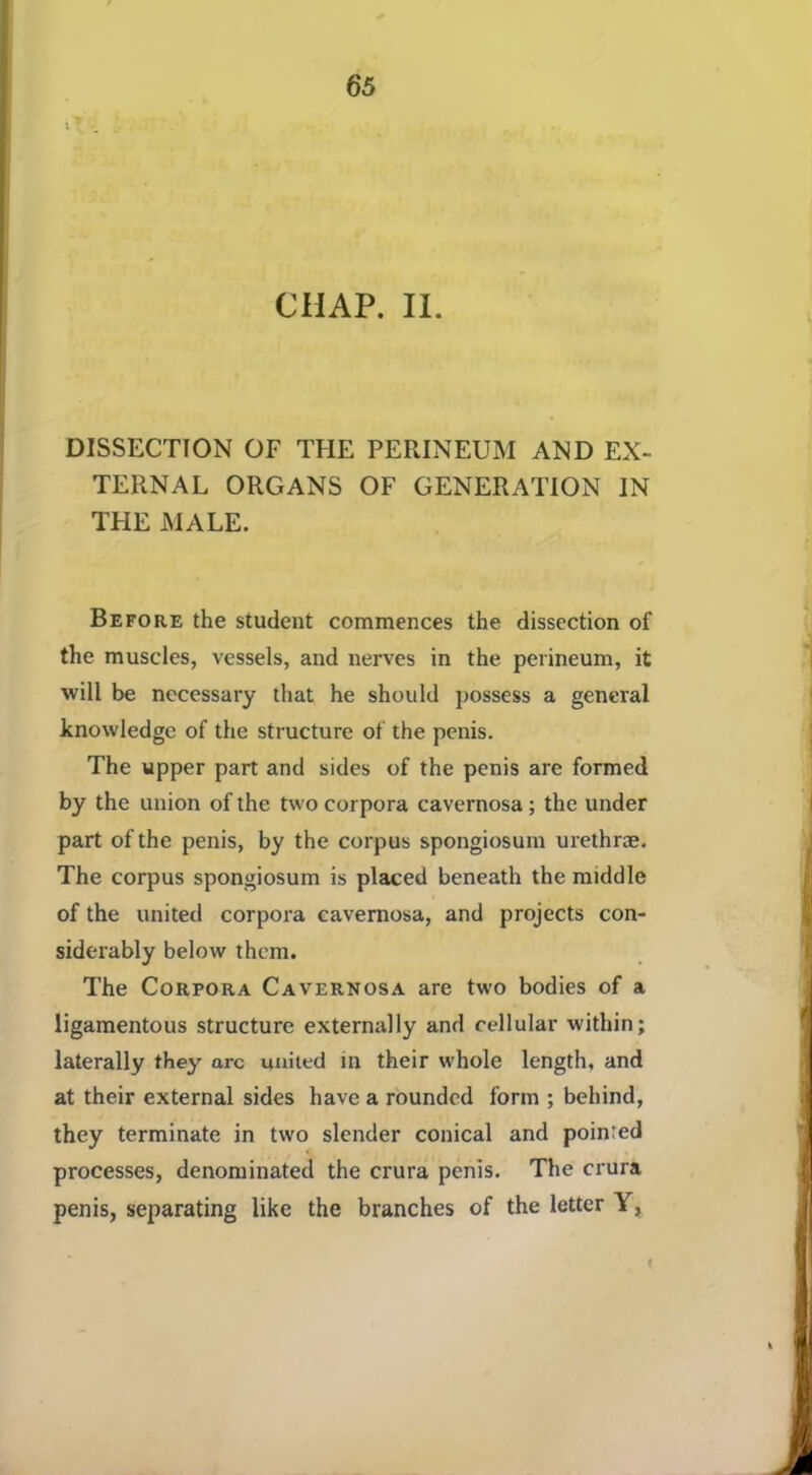 DISSECTION OF THE PERINEUM AND EX- TERNAL ORGANS OF GENERATION IN THE MALE. Before the student commences the dissection of the muscles, vessels, and nerves in the perineum, it will be necessary that he should possess a general knowledge of the structure of the penis. The upper part and sides of the penis are formed by the union of the two corpora cavernosa; the under part of the penis, by the corpus spongiosum urethrae. The corpus spongiosum is placed beneath the middle of the united corpora cavernosa, and projects con- siderably below them. The Corpora Cavernosa are two bodies of a ligamentous structure externiilly and cellular within; laterally they arc united in their whole length, and at their external sides have a rounded form ; behind, they terminate in two slender conical and pointed processes, denominated the crura penis. The crura penis, separating like the branches of the letter Y,