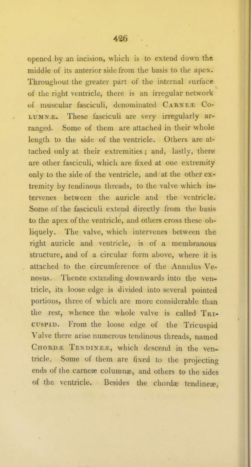 opened by an incision, which is to extend down the middle of its anterior side from the basis to the apex. Throughout the greater part of the internal surface of the right ventricle, there is an irregular network of muscular fasciculi, denominated Carne.^e Co- I lumna;. These fasciculi are very irregularly ar- ranged. Some of them are attached in their whole length to the side of the ventricle. Others are at- tached only at their extremities; and, lastly, there are other fasciculi, w'hich are fixed at one extremity only to the side of the ventricle, and at the other ex- tremity by tendinous threads, to the valve which in- tervenes between the auricle and the ventricle. Some of the fasciculi extend directly from the basis / to the apex of the ventricle, and others cross these ob- liquely. The valve, which intervenes between the right auricle and ventricle, is of a membranous structure, and of a circular form above, where it is attached to the circumference of the Annulus Ve- nosus. Thence extending downwards into the ven- tricle, its loose edge is divided into several pointed portions, three of w'hich are more considerable than the rest, whence the whole valve is called Tri- cuspid. From the loose edge of the Tricuspid Valve there arise numerous tendinous threads, named Chorda; Tendinea;, which descend in the ven- tricle. Some of them are fixed to the projecting ends of the carnese columnse, and others to the sides of the ventricle. Besides the chordae tendineae,