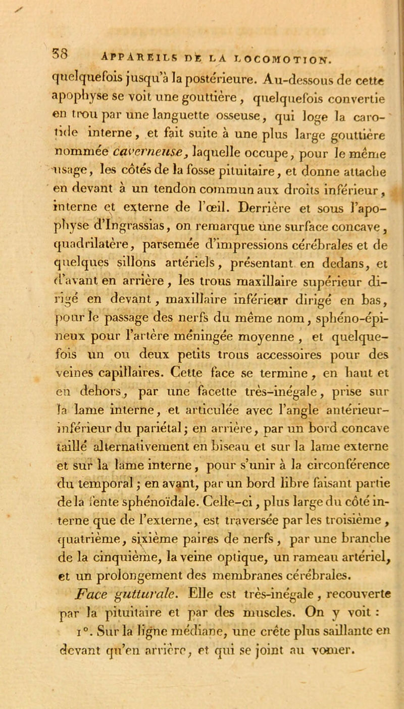 c|ue]quefois jusqu’à la postérieure. Au-dessous de cette apophyse se voit une gouttière, quelquefois convertie en trou par une languette osseuse, qui loge la caro- tide interne, et fait suite a une plus large gouttière nommee caverneusej laquelle occupe, pour le même lisage, les côtés de la fosse pituitaire, et donne attache en devant à un tendon commun aux droits inférieur, interne et externe de l’œil. Derrière et sous l’apo- pîiyse d’Ingrassias, on remarque une surface concave, quadrilatère, parsemée d’impressions cérébrales et de quelques sillons artériels, présentant en dedans, et fl’avant en arrière, les trous maxillaire supérieur di- rigé en devant, maxillaire inférieur dirigé en bas, pour le passage des nerfs du même nom, sphéno-épi- neux pour l’artère méningée moyenne , et quelque- fois un ou deux petits trous accessoires pour des veines capillaires. Celle face se termine, en haut et en dehors, par une facette très-inégale, prise sur la lame interne, et articulée avec l’angle anlérieur- inférieurdu pariétal; en arrière, par un bord concave taillé alternativement en biseau et sur la lame externe et sur la lame interne, pour s’unir à la circonférence du temporal ; en av^nt, par un bord libre faisant partie delà fente sphénoïdale. Celle-ci, plus large du côté in- terne que de l’externe, est traversée par les troisième, quatrième, sixième paires de nerfs, par une branche de la cinquième, la veine optique, un rameau artériel, et un prolongement des membranes cérébrales. Face gutturale. Elle est très-inégale, recouverte par la pituitaire et par des muscles. On y voit : 1°. Sur la ligne médiane, une crête plus saillante en devant qu’en arrière, et qui se joint au vomer.