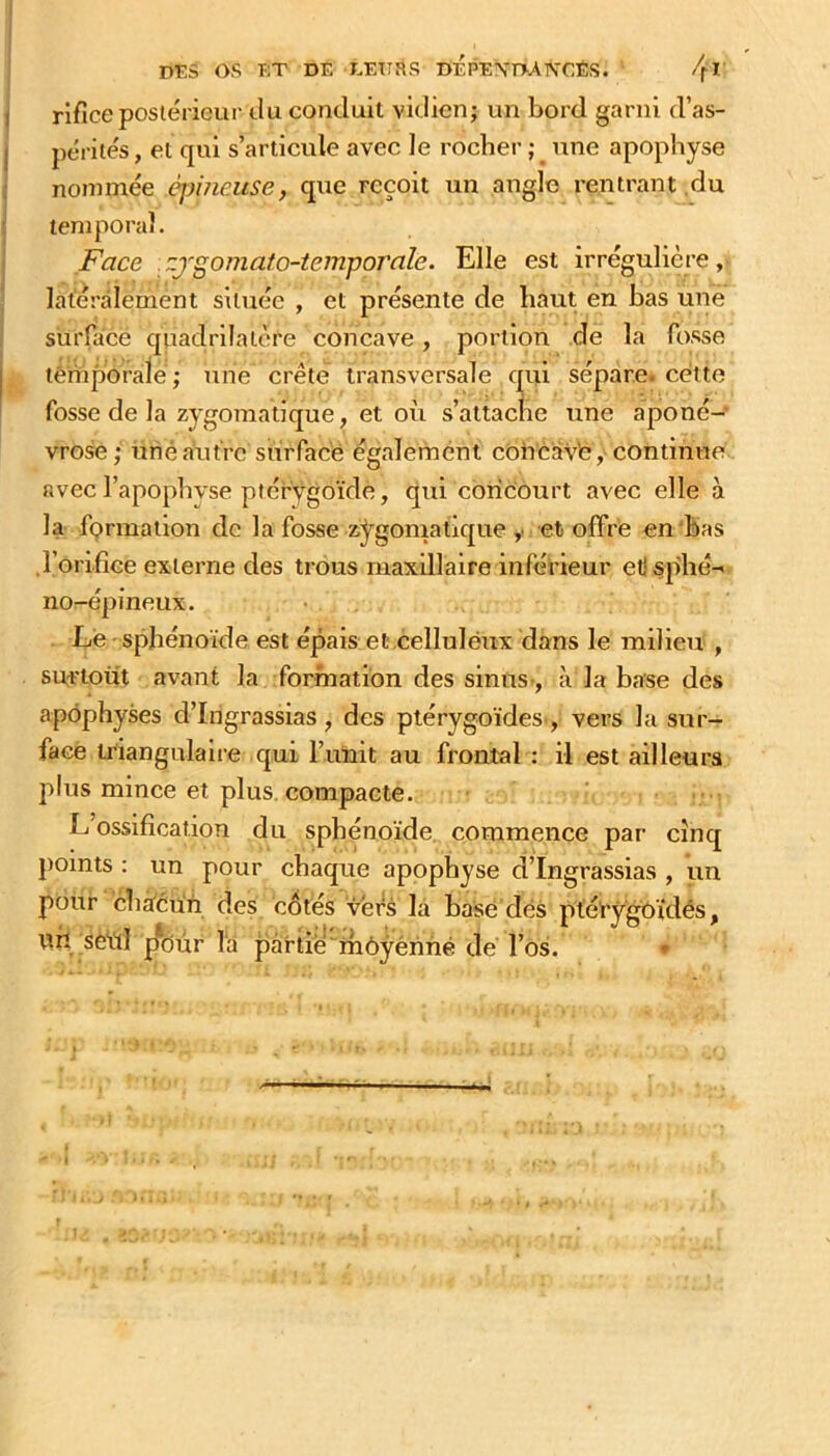 ( rifice postérieur Ju conduit vidien; un bord garni d’as- j pérités, et qui s’articule avec le rochei’ ; _ une apophyse i nommée èpi/mtse, que reçoit un angle rentrant du I temporal. I^ace zj'gomato-teinporale. Elle est irrégulière, ' latéralement située , et présente de haut en bas une surface quadrilatère concave, portion de la fosse léniporale; une crête transversale qui sépare, cette fosse de la zygomatique, et où s’attache une aponé- vrose; une autre surface également concàvfe,'continue avec l’apopbvse ptérÿgoïde, qui concourt avec elle à la fçrmalion de la fosse zygomatique ,■ et offre en'bas .rorifîce externe des trous maxillaire inférieur etjsp’hé- nor-épineux. Le sphénoïde est épais et.celluléux dans le milieu , surtout avant la formation des sinus-, t\ la base des apophyses d’Ingrassias, des plérygoides-, vers la sur- face triangulaire qui l’unit au frontal : il est ailleurs plus mince et plus, compacte. L’ossification du sphénoïde, commence par cinq points : un pour chaque apophyse d’Ingrassias , un pour châ'cun des côtés vers la basé dés pféï’y^ïdés, un seùl p*6ùr là partie ihôÿénné dé l’os. •