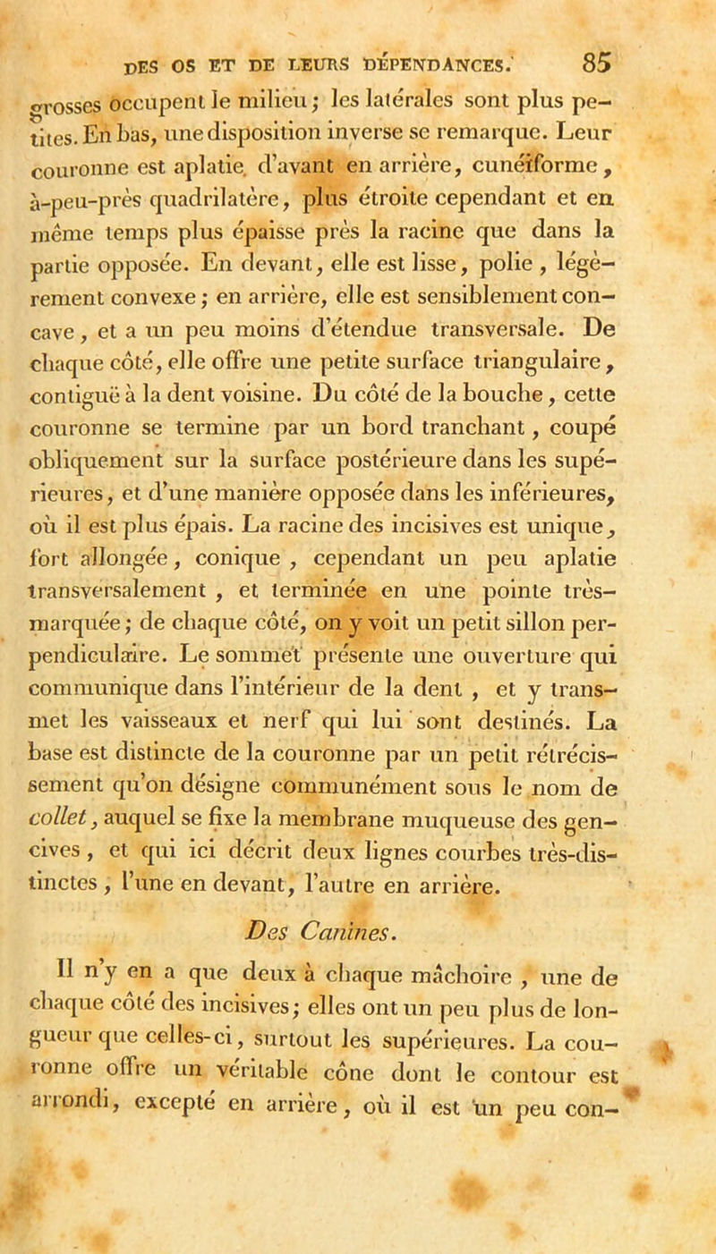 «rosses occupent le milieu ; les latérales sont plus pe- tites. En bas, une disposition inverse se remarque. Leur couronne est aplatie, d’avant en arrière, cunéiforme, à-peu-près quadrilatère, plus étroite cependant et en. même temps plus épaisse près la racine que dans la partie opposée. En devant, elle est lisse, polie , légè- rement convexe ; en arrière, elle est sensiblement con- cave , et a un peu moins d’étendue transversale. De chaque côté, elle offre une petite surface triangulaire , contiguë à la dent voisine. Du côté de la bouche, cette couronne se termine par un bord tranchant, coupé obliquement sur la surface postérieure dans les supé- rieures, et d’une manière opposée dans les inférieures, où il est plus épais. La racine des incisives est unique, Ibrt allongée, conique , cependant un peu aplatie transversalement , et terminée en une pointe très- marquée ; de chaque côté, on y voit un petit sillon per- pendiculaire. Le sommet' présente une ouverture qui communique dans l’intérieur de la dent , et y trans- met les vaisseaux et nerf qui lui sont destinés. La base est distincte de la couronne par un petit rétrécis- sement qu’on désigne communément sous le nom de collet, auquel se fixe la membrane muqueuse des gen- cives , et qui ici décrit deux lignes courbes très-dis- tinctes , l’une en devant, l’autre en arrière. Des Canines. Il n y en a que deux à chaque mâchoire , une de chaque côté des incisives ; elles ont un peu plus de lon- gueur que celles-ci, surtout les supérieures. La cou- ronne offre un véritable cône dont le contour est auondi, excepte en arriéré, où il est un peu con—