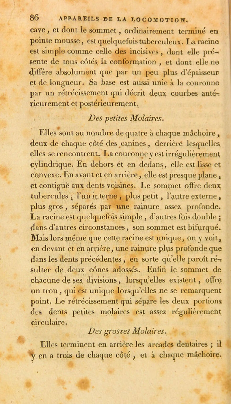 cave , et dont le sommet, ordinairement terminé en pointe mousse, est quelquefois tuberculeux. La racine est simple comme celle des incisives, dont elle pré- sente de tous côlés, la conforn^aiion , et dont elle ne diffère absolument que par un peu plus d’épaisseur et de longueur. Sa base est aussi unie à la couronne par un rétrécissement qui décrit deux courbes anté- rieurement et postérieurement. Des petites Molaires. Elles sont au nombre de quatre à chaque mâchoire, deux de chaque côté des ^canines , derrière lesquelles, elles se rencontrent. La couronne y est irrégulièrement cylindrique. En dehors ét en dedans, elle est lisse et convexe. En avant et en arrière, elle est presque plane , et contiguë aux dents voisines. Le sommet offre deux tubercules j l’un interne , plus petit, l’autre externe, plus gros, séparés par une rainure assez profonde. La racine est quelquefois simple , d’autres fois double ; dans d’autres circonstances, son sommet est bifurqué. Mais lors même que cette racine est unique, on y voit, en devant et en arrière, une rainure plus profonde que dans les dents précédentes, en sorte quelle ])aroît ré- sulter de deux cônes adossés. Enfin le sommet de chacune de ses divisions, lorsqu’elles existent, offre un trou, qui est unique lorsqu’elles ne se remarquent point, Le rétrécissement qui sépare les deux portions des dents petites molaires est assez régulièrement circulaire. Des grosses Molaires. Elles terminent en arrière les arcades dentaires ; il ^ en a trois de chaque côté , et à chaque mâchoire.