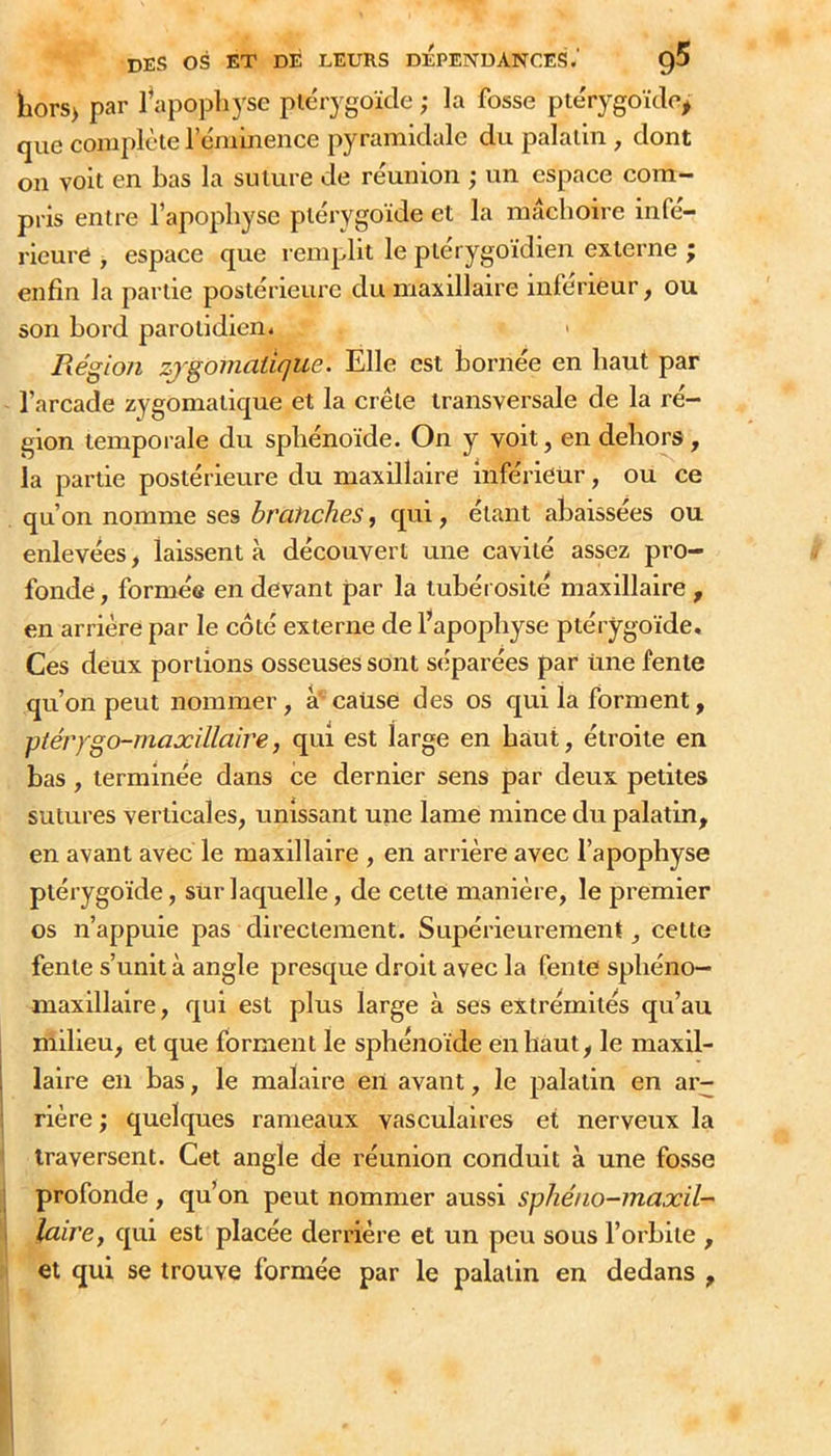 liorS) par l^ipopliyse plérygoïtie ; la fosse ple'rygo'ide, que complète rcminence pyramidale du palatin , dont on voit en bas la suture de réunion ; un espace com- pris entre l’apophyse ptérygoïde et la mâchoire infé- rieure , espace que remplit le ptérygo'idien externe ; enfin la partie postérieure du maxillaire inférieur, ou son bord parotidien. Région zygomatique. Elle est bornée en haut par l’arcade zygomatique et la crête transversale de la ré- gion temporale du spliéno’ide. On y voit, en dehors, la partie postérieure du maxillaire inférieur, ou ce qu’on nomme ses branches, qui, étant abaissées ou enlevées, laissent à découvert une cavité assez pro- fonde , formée en devant par la tubéi osité maxillaire , en arrière par le côté externe de l’apophyse ptérygo'ide. Ces deux portions osseuses sont sciparées par Une fente qu’on peut nommer, à'caüse des os qui la forment, piérygo-maxillaire, qui est large en haut, étroite en bas, terminée dans ce dernier sens par deux petites sutures verticales, unissant une lame mince du palatin, en avant avec le maxillaire , en arrière avec l’apophyse ptérygo'ide, sur laquelle, de cette manière, le premier os n’appuie pas directement. Supérieurement, cette fente s’unit à angle presque droit avec la fente spliéno— maxillaire, qui est plus large à ses extrémités qu’au milieu, et que forment le sphéno'ide en haut, le maxil- laire en bas, le malaire eiï avant, le palatin en ar- rière ; quelqnes rameaux vasculaires et nerveux la traversent. Cet angle de réunion conduit à une fosse 1 profonde, qu’on peut nommer aussi sphéno-maxil- \ laire, qui est placée derrière et un peu sous l’orbite , et qui se trouve formée par le palatin en dedans ,