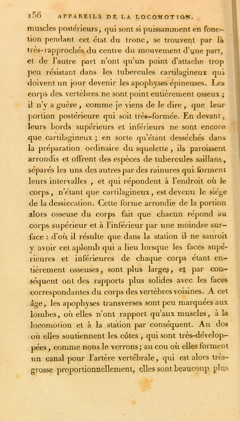 muscles jiosiérieurs, qui sont si puissamment en fonc~ \i lion pendant cet état du tronc, se trouvent par là jji très-rapprochés du centre du mouvement d’une part, et de l’autre part n’ont qu’un point d’attache trop peu résistant dans les tubercules cartilagineux qui | doivent un jour devenir les apophyses épineuses. Les | corps des vertèbres ne sont point entièrement osseux ; ; il n’y a guère , comme je viens de le dire , que leur j; portion postérieure qui soit très-formée. En devant, | leurs bords supérieurs et inférieurs ne sont encore | que cartilagineux ; en sorte qu’étant desséchés dans | la préparation ordinaire du squelette , ils paroisseiit | arrondis et offrent des espèces de tubercules saillana, séparés les uns des autres par des rainures qui forment leurs intervalles , et qui répondent à l’endroit où le corps, n’étant que cartilagineux, est devenu le siège de la dessiccation. Cette forme arrondie de la portion alors osseuse du corps fait que chacun répond au corps supérieur et à l’inférieur par une moindre sur- face : d’où il résulte que dans la station il ne sauroit y avoir cet aplomb qui a lieu lorsque les faces supé- rieures et inférieures de chaque corps étant en- tièrement osseuses, sont plus large?, et par con- séquent ont des rapports plus solides avec les faces correspondantes du corps des vertèbres voisines. A cet âge, les apophyses transverses sont peu marquées aux lombes, où elles n’ont rapport qu’aux muscles, à la locomotion et à la station par conséquent. Au dos où elles soutiennent les côtes , qui sont trèsHlévelop— pées, comme nous le verrons ; au cou où elles forment un canal pour l’artère vertébrale, qui est alors très- grosse proportionnellement, qUes sont beaucoup, plus