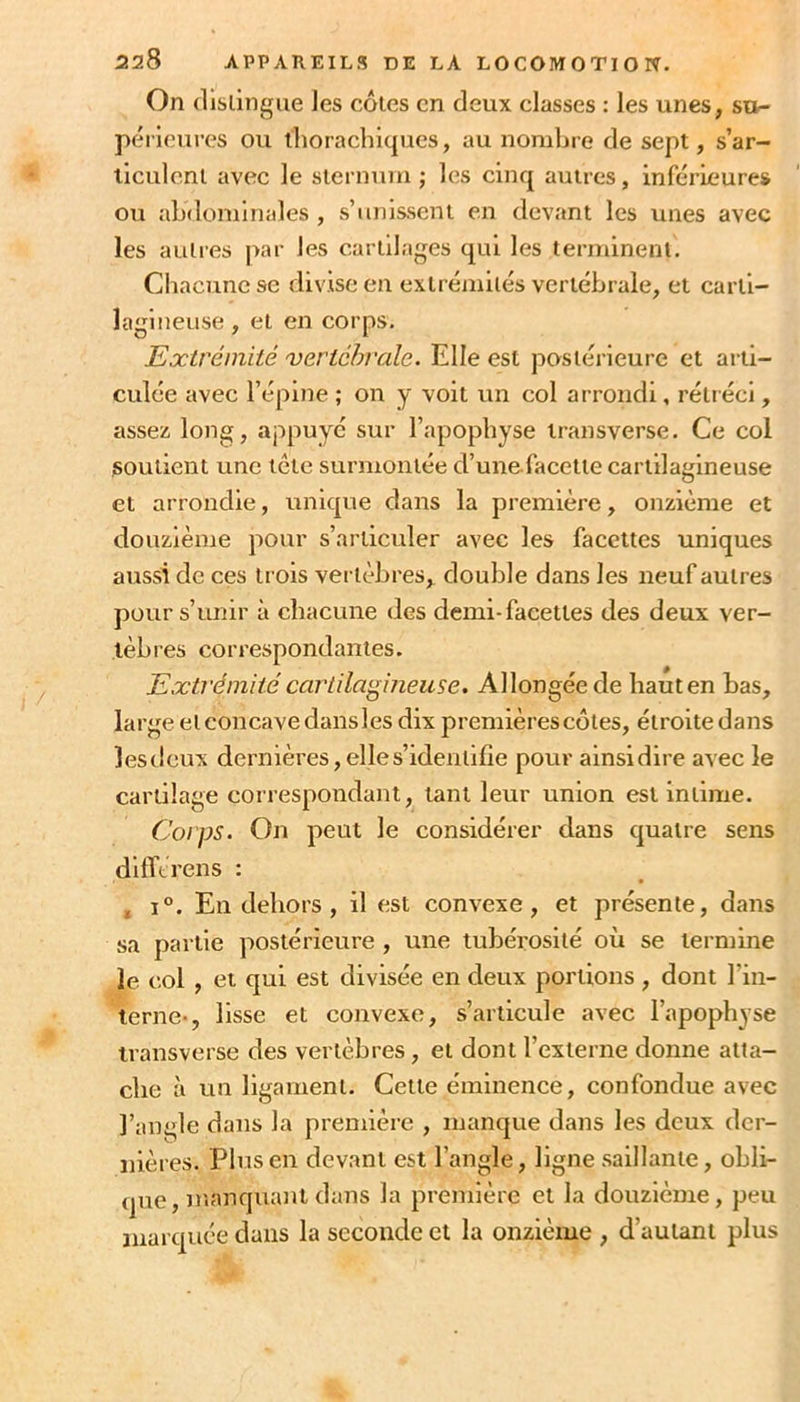 On (lislingue les côtes en deux classes : les unes, su- périeures ou thorachicpies, au nombre de sept, s’ar- ticulent avec le sternum ; les cinq autres, inférieures ou abdominales , s’unissent en devant les unes avec les autres j>ar les cartilages qui les terminent. Chacune se divise en extrémités vertébrale, et carti- lagineuse , et en corps. Extrémité 'vertébrale. Elle est postérieure et arti- culée avec l’épine ; on y voit un col arrondi, rétréci, assez long, appuyé sur l’apophyse transverse. Ce col soutient une tête surmontée d’une facette cartilagineuse et arrondie, unique dans la première, onzième et douzième pour s’articuler avec les facettes uniques aussi de ces trois vertèbres, double dans les neuf autres pour s’unir à chacune des demi-facettes des deux ver- tèbres correspondantes. Extrémité cartilagineuse. Allongée de haut en bas, large et concave dans les dix premières côtes, étroite dans lesdcux dernières, elle s’identifie pour ainsidire avec le cartilage correspondant, tant leur union est intime. Corps. On peut le considérer dans quatre sens dilTtrens : * 1°. En dehors, il est convexe, et présente, dans sa partie postérieure , une tubérosité où se termine le col , et qui est divisée en deux portions , dont l’in- terne-, lisse et convexe, s’articule avec l’apophyse transverse des vertèbres, et dont l’externe donne atta- che à un ligament. Cette éminence, confondue avec l’angle dans la première , manque dans les deux der- nières. Plus en devant est l’angle, ligne saillante, obli- que, numquant dans la première et la douzième, peu marquée dans la seconde et la onzième , d’autant plus