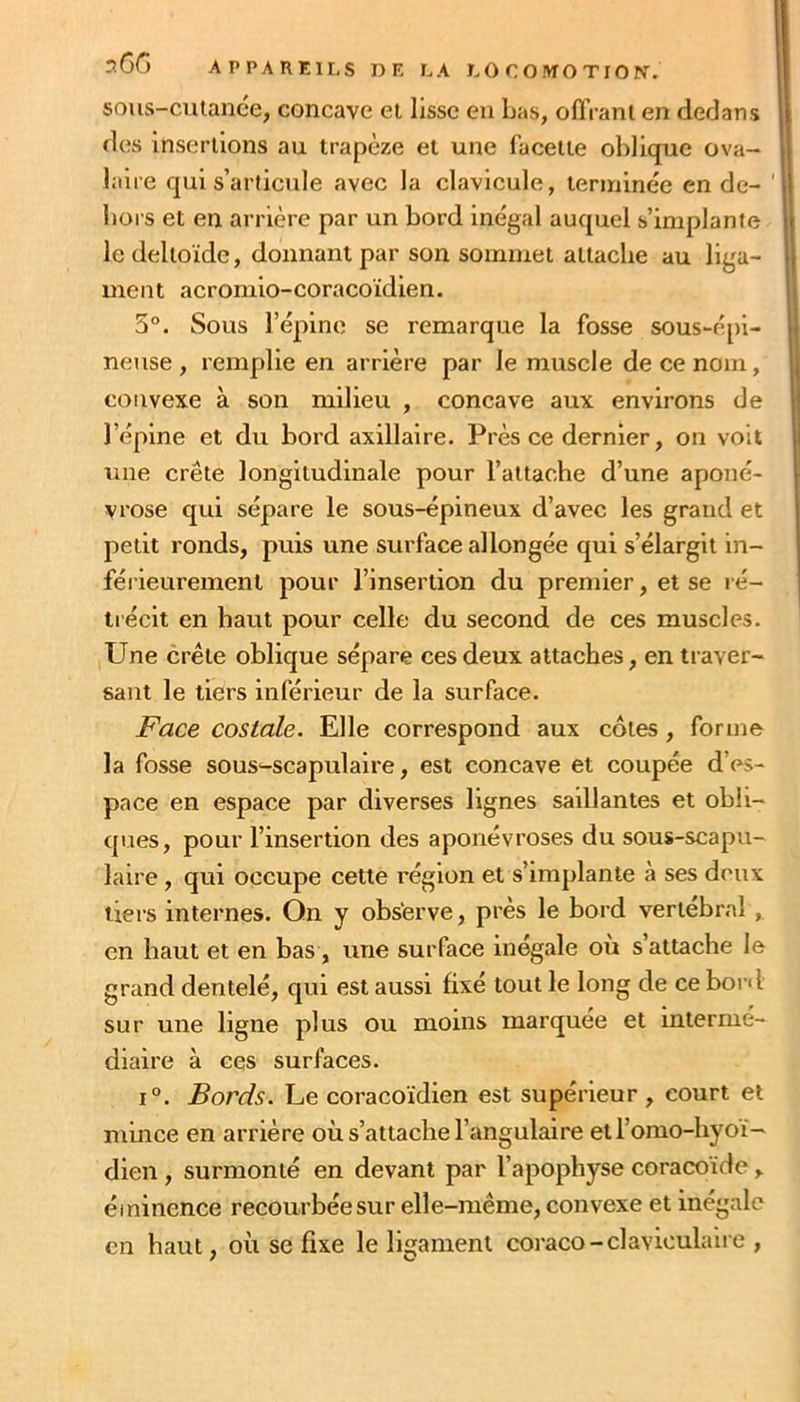 sous-cuiance, concave et lisse en Las, offranl en dedans 11 des insertions au trapèze et une facette oblique ova- j| laire qui s’articule avec la clavicule, lenninèe en de- Lors et en arrière par un bord inégal auquel s’implante || le deltoïde, donnant par son sommet attache au liga- Ij ment acromio-coracoïdien. i 5°. Sous l’épine se remarque la fosse sous-épi- ^ lieuse, remplie en arrière par le muscle de ce nom, L convexe à son milieu , concave aux environs de I l’épine et du bord axillaire. Près ce dernier, on voit | une crête longitudinale pour l’attache d’une aponé- vrose qui sépare le sous-épineux d’avec les grand et petit ronds, puis une surface allongée qui s’élargit In- féileurement pour l’insertion du premier, et se ré- trécit en haut pour celle du second de ces muscles. Une crête oblique sépare ces deux attaches, en traver- sant le tiers inférieur de la surface. Face costale. Elle correspond aux côtes, forme la fosse sous-scapulaire, est concave et coupée d’es- pace en espace par diverses lignes saillantes et obli- ques, pour l’insertion des aponévroses du sous-scapu- laire , qui occupe cette l’églon et s’implante à ses deux tiers internes. On y obs’erve, près le bord vertébral , en haut et en bas, une surface inégale où s’attache le grand dentelé, qui est aussi fixé tout le long de ce bord sur une ligne plus ou moins marquée et mtermé- diaire à ces surfaces. 1°. Bords. Le coracoidien est supérieur , court et mince en arrière où s’attache l’angulaire etl’orao-hyoï— dieu , surmonté en devant par l’apophyse coracoïde, éminence recourbée sur elle-même, convexe et inégale en haut, où se fixe le ligament coraco-claviculaire ,