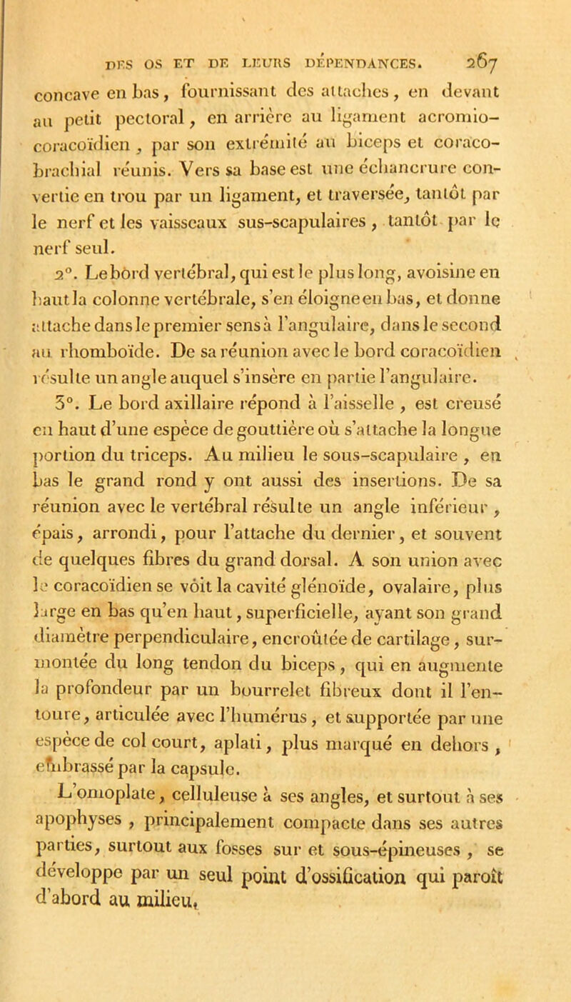 concave en bas, fournissant des attaches , en devant an petit pectoral, en arrière au ligament aeromio- coracoiVlien , par son exlre'mité au biceps et coraco- bracbial réunis. Vers sa base est une échancrure con- vertie en trou par un ligament, et traversée, tantôt par le nerf et les vaisseaux sus-scapulaires , tantôt [)ar Iq nerf seul. 2°. Le bord vertébral, qui est le plus long, avoisine en bautla colonne vertébrale, s’en éloigneenbas, et donne attache dansle premier sens à l’angulaire, dans le second }iu rhomboïde. De sa réunion avec le bord coracoïdien résulte un angle auquel s’insère en partie l’angulaire. 5°. Le bord axillaire répond à l’aisselle , est creusé en haut d’une espèce de gouttière où s’attache la longue portion du triceps. Au milieu le sous-scapidaire , en bas le grand rond y ont aussi des insertions. De sa réunion avec le vertébral résulte un angle inférieur , épais, arrondi, pour l’attache du dernier, et souvent de quelques fihres du grand dorsal. A son union avec le coracoïdien se voit la cavité glénoïde, ovalaire, plus large en bas qu’en haut, superficielle, ayant son grand diamètre perpendiculaire, encroûtée de cartilage, sur- montée du long tendon du biceps, qui en augmente la profondeur par un bourrelet fibreux dont il l’en- toure, articulée avec l’humérus, et aupporlée par une espèce de col court, aplati, plus marqué en dehors , efubrassé par la capsule. L omoplate, celluleuse à ses angles, et surtout à ses apophyses , principalement compacte dans ses autres parties, surtout aux fosses sur et sous-épineuses , se développe par un seul point d’ossiûcalion qui paroît d’abord au milieu,