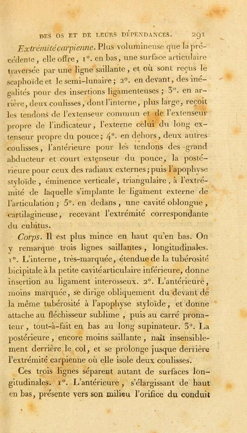 Extrémitécavpienne. Plus voluminonsc que lapré- ctVlenie, elle offre, i en bas, une surface articulaire traversée par une ligne saillante, et ou sont reçus le scaplioïdeet le semi-lunaire; 2°. en devant, des iné- galités pour des insertions ligamenteuses ; 5. en ar- lière, deux coulisses, donirinlerne, plus large, reçoit les tendons de l’extenseur commun et de l’extenseur propre de l’indicateur, l’externe celui du long ex- tenseur propre du pouce; 4°- dehors, deux autres coulisses, l’antérieure pour les tendons des grand abducteur et court extçnseur du pouce, la posté- rieure pour ceux des radiaux externes ; puis l’apophyse styloïde , éminence verticale , triangulaire . à l’exti-é- niité de laquelle s’implante le ligament externe de l’articulation ; 5°. en dedans , une cavité oblongue , cartilagineuse, recevant l’extrémité correspondante du cubitus. Corps. Il est plus mince en haut qu’en bas. On y remarque trois lignes saillantes, longitudinales. 1°. L’interne, très-marquée, étendue de la tubérosité bicipitale à la petite cavité articulaire inférieure, donne insertion au ligament interosseux. 2°. L’antérieure, moins marquée, se dirige obliquement du devant de la même tubérosité à l’apophyse styloïde, et donne attache au fléchisseur sublime , puis au carré prona- leur, tout-à-fait en bas au long supinateur. 3“. La postérieure , encore moins saillante , ntdt insensible- ment derrière le col, et se prolonge jusque derrière l’extrémité carpienne où elle isole deux coulisses. Ces trois lignes séparent autant de surfaces lon- gitudinales. i“. L’antérieure, s’élargissant de haut en bas, présente vers son milieu l’orifice du conduit