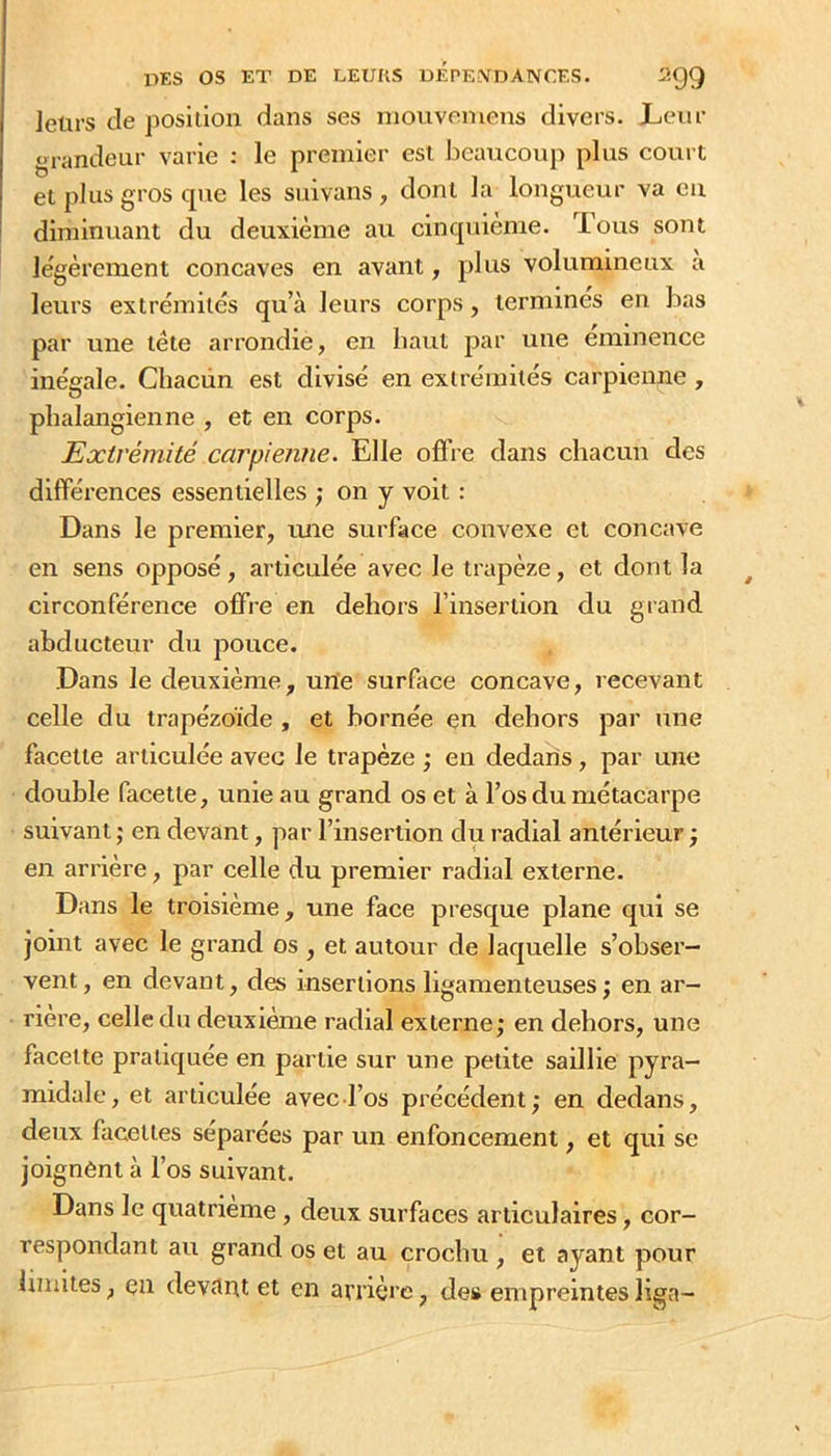 leurs tie jîosidon dans ses niouvemens divers. Lieiir grandeur varie ; le premier est beaucoup plus court et plus gros cpie les suivans, dont la longueur va eu diminuant du deuxième au cincpiième. lous sont légèrement concaves en avant, plus volumineux a leurs extrémités qu’à leurs corps, termines en bas par une tête arrondie, en haut par une éminence inégale. Chacün est divisé en exlrémilés carpienne , pbalangienne , et en corps. Extrémité carpienne. Elle offre dans chacun des différences essentielles ; on y voit : Dans le premier, mie surface convexe et concave en sens opposé, articulée avec le trapèze, et dont la circonférence offre en dehors rinserllon du giand abducteur du pouce. Dans le deuxième, une surface concave, recevant celle du trapézoïde , et bornée en dehors par une facette articulée avec le trapèze en dedans, par une double facette, unie au grand os et à l’os du métacarpe suivant ; en devant, par l’insertion du radial antérieur -, en arrière, par celle du premier radial externe. Dans le troisième, une face presque plane qui se joint avec le grand os , et autour de laquelle s’obser- vent , en devant, des insertions ligamenteuses j en ar- riéré, celle du deuxième radial externe; en dehors, une facette pratiquée en partie sur une petite saillie pyra- midale, et articulée avec l’os précédent; en dedans, deux facettes séparées par un enfoncement, et qui se joignent à l’os suivant. Dans le quatrième, deux surfaces articulaires, cor- respondant au grand os et au crochu , et ayant pour limites, en devant et en arrière, de» empreintes liga-