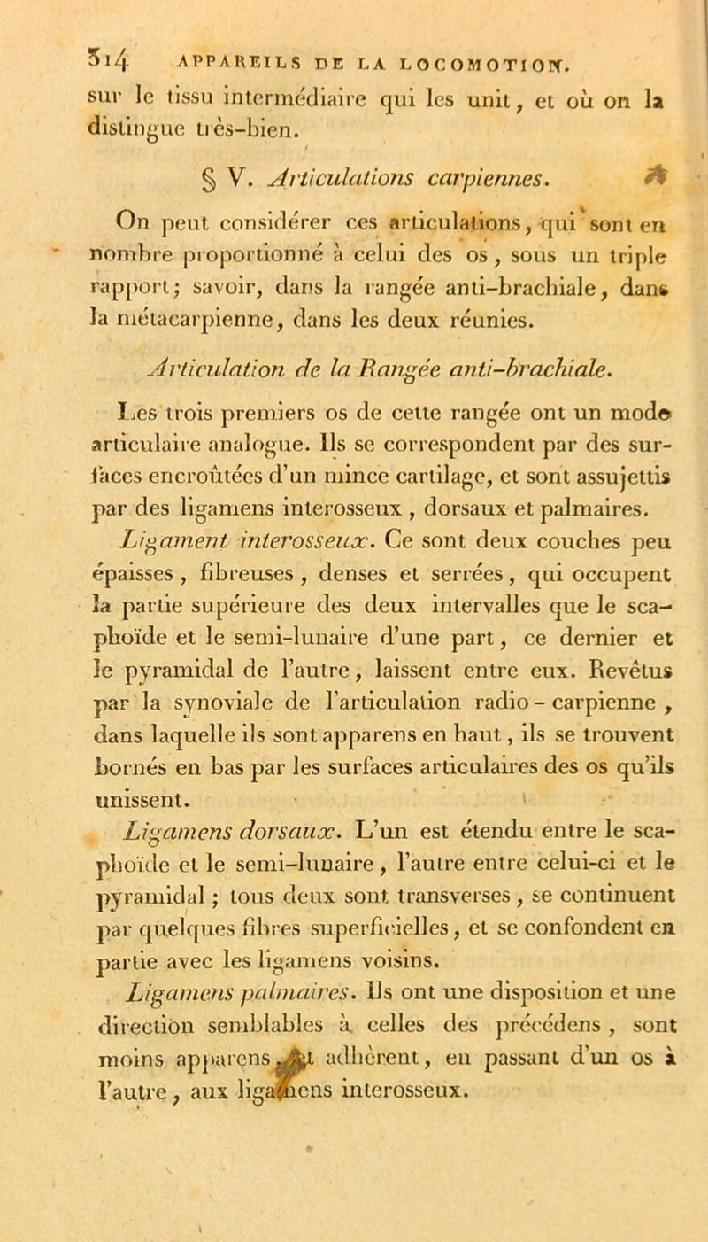 sur le tissu Intermédiaire qui les unit, et où on la distingue très-bien. § V. Articulations carpiennes. A On peut considérer ces articulations, qui sont en nombre proportionné à celui des os , sous un triple rapport; savoir, dans la rangée anti-brachiale, dans la métacarpienne, dans les deux réunies. Articulation de la Rangée anti-brachiale. IjCS trois premiers os de cette rangée ont un modo articulaire analogue. Ils se correspondent par des sur- laces encroûtées d’un mince cartilage, et sont assujettis par des ligamens interosseux , dorsaux et palmaires. Lipiaillent inierosseux. Ce sont deux couches peu épaisses , fibreuses , denses et serrées, qui occupent la partie supérieure des deux intervalles que le sca- phoïde et le semi-lunaire d’une part, ce dernier et le pyramidal de l’autre, laissent entre eux. Revêtus par la synoviale de l’articulation radio - carpienne , dans laquelle ils sont aj^parens en haut, ils se trouvent bornés en bas par les surfaces articulaires des os qu’ils unissent. Ligamens dorsaux. L’un est étendu entre le sca- phoïde et le semi-lunaire, l’autre entre celui-ci et le pyramidal ; tous deux sont transverses , se continuent j)ar quelques fibres superficielles, et se confondent en. partie avec les ligamens voisins. Ligamens palmaires. Ils ont une disposition et une direction send^iables à celles des prccédens, sont moins ap]>arçns^;l adlièrent, eu passant d’un os à l’aulrc, aux ligalnens inierosseux.