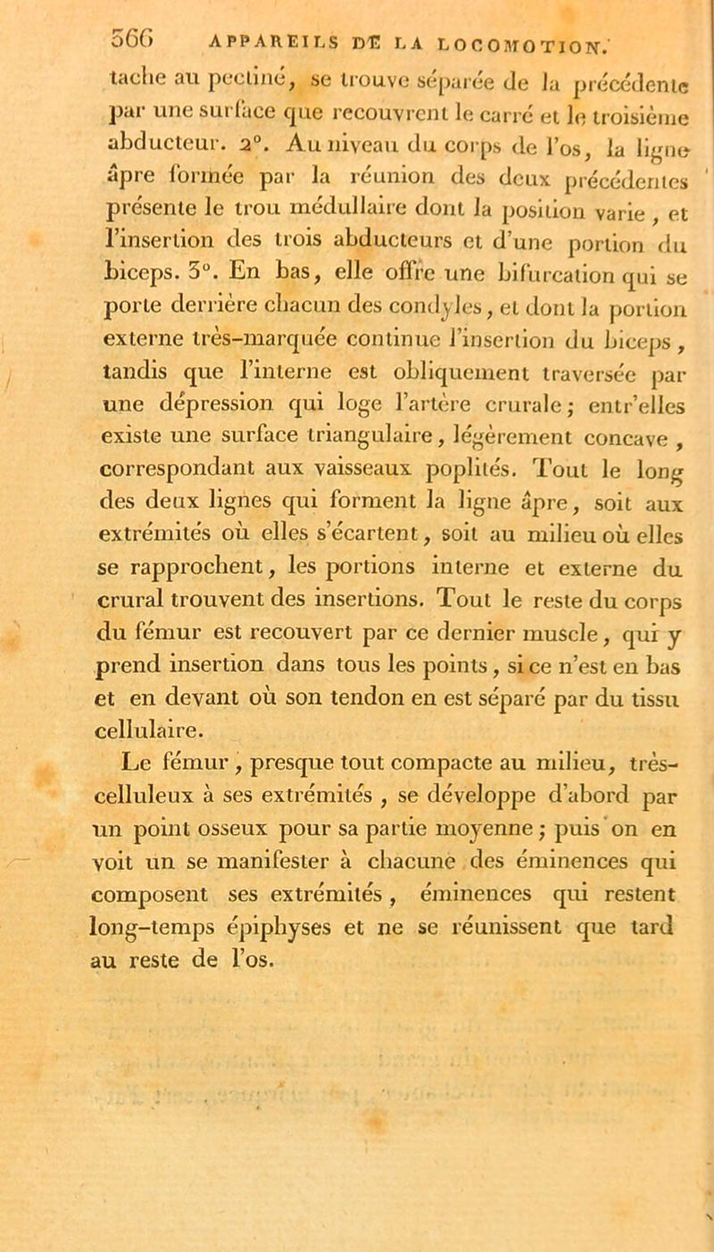 iHclic au pccluic!^ se trouve sepuree (Je lu priifÆdenic par une surface cpie recouvrent le carre* et le troisième abducteur. 2°. Au niveau du corps de l’os, la lignu âpre formée par la réunion des deux précédenies présente le trou médullaire dont la position varie , et l’insertion des trois abducteurs et d’une portion du biceps. 3“. En bas, elle offre une bifurcation c£ul se porte derrière cbacim des condyles, et dont la portion externe très-marquée continue l’insertion du biceps , tandis que l’interne est obliquement traversée pat- une dépression qui loge l’artère crurale; entr’elles existe une surface triangulaire, légèrement concave , correspondant aux vaisseaux poplités. Tout le long des deux lignes qui forment la ligne âpre, soit aux extrémités où elles s’écartent, soit au milieu où elles se rapprochent, les portions interne et externe du crural trouvent des insertions. Tout le reste du corps du fémur est recouvert par ce dernier muscle, qui y prend insertion dans tous les points, si ce n’est en bas et en devant où son tendon en est séparé par du tissu cellulaire. Le fémur , presque tout compacte au milieu, très- celluleux à ses extrémités , se développe d’abord par un point osseux pour sa partie moyenne; puis on en voit un se manifester à chacune des éminences qui composent ses extrémités, éminences qui restent long-temps épipbyses et ne se réunissent que tard au reste de l’os.