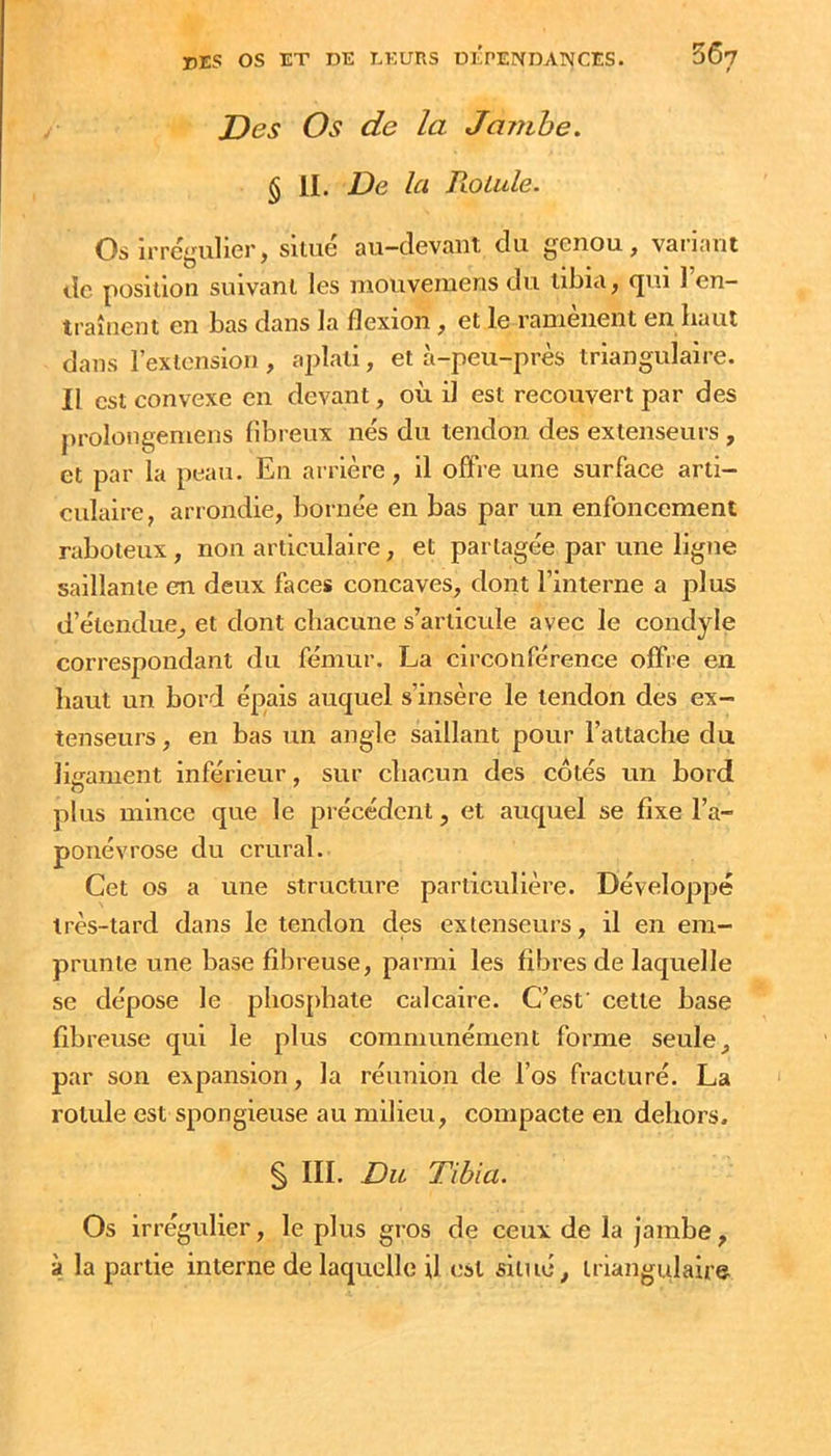 Des Os de la Jamhe. § II. De la Rotule. Os irrégulier, situé au-devani du genou, variant de position suivant les mouvemens du tibia, (jui 1 en- traînent en bas dans la flexion, et le ramènent en baul dans rextension, aplati, et à-peu-près triangulaire. Il est convexe en devant, où il est recouvert par des prolongemens fibreux nés du tendon des extenseurs, et par la peau. En arrière, il offre une surface arti- culaire, arrondie, bornée en bas par un enfoncement raboteux , non articulaire, et partagée par une ligne saillante en deux faces concaves, dont l’interne a plus d’étendue, et dont chacune s’articule avec le condyle correspondant du fémur. La circonférence offre en, haut un bord épais auquel s’insère le tendon des ex- tenseurs , en bas un angle saillant pour l’attache du liuament inférieur, sur chacun des côtés un bord plus mince que le précédent, et auquel se fixe l’a- ponévrose du crural. Cet os a une structure particulière. Développé très-tard dans le tendon des extenseurs, il en em- prunte une base fibreuse, parmi les fibres de laquelle se dépose le phosphate calcaire. C’esf cette base fibreuse qui le plus communément forme seule, par son expansion, la réunion de l’os fracturé. La rotule est spongieuse au milieu, compacte en dehors. § III. Du Tibia. Os irrégulier, le plus gros de ceux de la jambe, à la partie interne de laquelle U est sittié, triangulaire