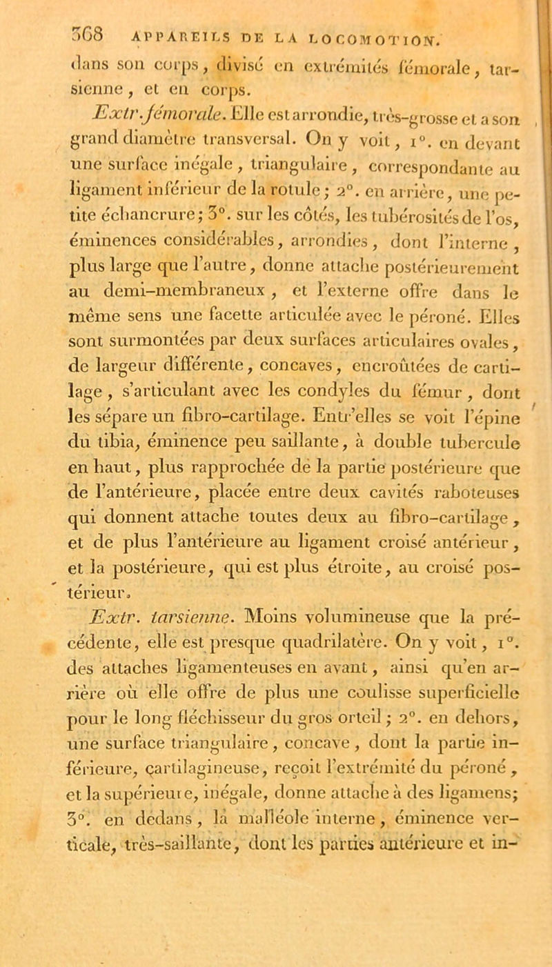 jG8 AlM’AnElT.S r)E LA dans sou corps, divise en sienne, et en corps. LO COMOTIOiy. extrémités iéniorale, lar- JLxtr.Jéniovale. Elle est arrondie, très-grosse et a son grand diamètre transversal. On y voit, i. on devant une surlace inégale , triangulaire , correspondante au ligament inférieur de la rotule; 2°. en arrière, une pe- tite écliancrure; 3°. sur les cotés, les tubérosités de l’os, éminences considérables, arrondies, dont l’interne, plus large que l’autre, donne attache postérieurement au demi-membranevix , et l’externe offre dans le même sens une facette articulée avec le péroné. Elles sont surmontées par deux surfaces articulaires ovales, de largeur différente, concaves, encroûtées de carti- lage , s’articulant avec les condyles du fémur, dont les sépare un fibro-cartilage. Entr’elles se volt l’épine du tibia, éminence peu saillante, à double tubercule en haut, plus rapprochée dé la partie postérieure que de l’antérieure, placée entre deux cavités raboteuses qui donnent attache toutes deux au fibro-cartilage , et de plus l’antérieure au ligament croisé antérieur, et la postérieure, qui est plus étroite, au croisé pos- térieur. Extr. iarsienne. Moins volumineuse que la pré- cédente, elle est presque quadrilatère. On y voit, i“. des attaches ligamenteuses en avant, ainsi qu’en ar- rière où elle offre de plus une coulisse superficielle pour le long fléchisseur du gros orteil ; 2”. eu dehors, une surface triangulaire , concave , dont la partie in- férieure, çartilagineuse, reçoit l’extrémité du péroné , et la supérieuie, inégale, donne attache à des ligamens; 5°. en dedans, la malléole interne, éminence ver- ticale, très-saillante, dont les parties antérieure et in-