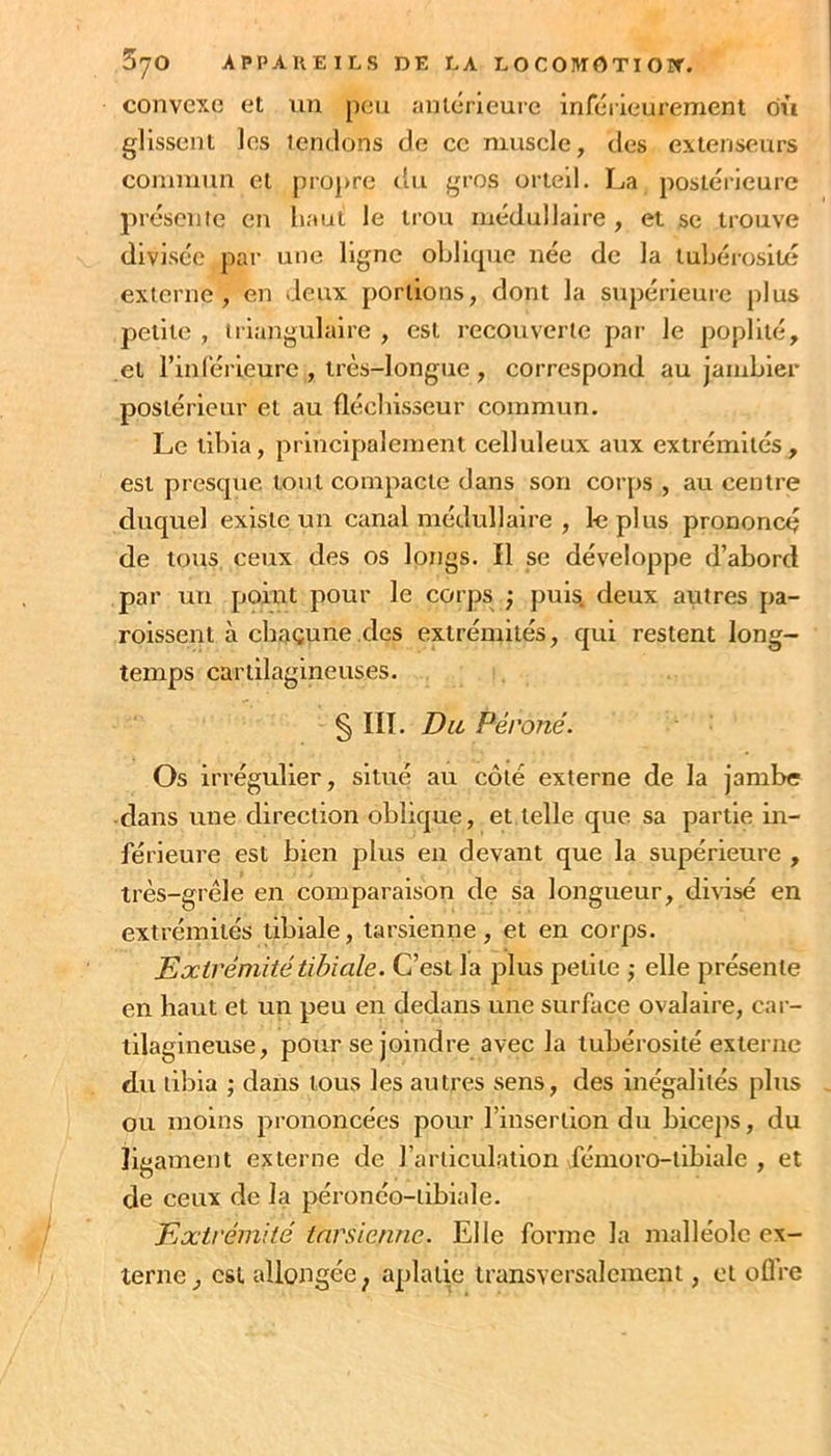 convexe et un peu anlérleuic inférieurement où glissent les tendons de ce muscle, des extenseurs commun et propre du gros orteil. La postérieure préscnie en haut le trou médullaire , et se trouve divisée par une ligne oblique née de la tubérosité externe, en deux portions, dont la supérieure plus petite , tiiangulaire , est recouverte par le poplité, et rinférieure , très-longue , correspond au jambier postérieur et au fléchisseur commun. Le tibia, principalement celluleux aux extrémités, est presque tout compacte dans son corps , au centre duquel existe un canal médullaire , le plus prononcé de tous ceux des os longs. Il se développe d’abord par un point pour le corps ; pui^ deux autres pa- roissent à chacune des extrémités, qui restent long- temps cartilagineuses. § III. Du Péroné. Os irrégulier, situé au côté externe de la jambe ■dans une direction oblique, et telle que sa partie in- férieure est bien plus en devant que la supérieure , très-grèle en comparaison de sa longueur, divisé en extrémités tibiale, tarsienne, et en corps. Extrémité tibiale. C’est la plus petite j elle présente en haut et un peu en dedans une surface ovalaire, car- tilagineuse, pour se joindre avec la tubérosité externe du tibia ; dans tous les autres sens, des inégalités plus ou moins prononcées pour l’insertion du biceps, du ligament externe de l’articulation fémoro-tibiale , et de ceux de la péronéo-tibiale. Extrémité tarsienne. Elle forme la malléole ex- terne, est allongée^ aplatie transversalement, et oûre