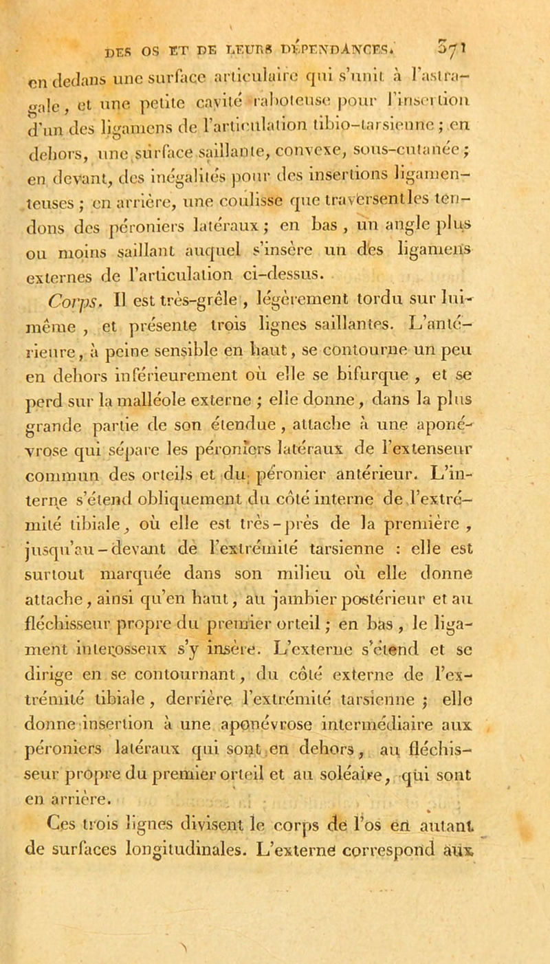 on dedans une surface articululre qui s’nnll. à l’aslra- «^a!c, el une pellie cavité raholcuse pour l’irisci don d’un des ligamens de l’artitadadon tibio-iarsienne ; eu deliors, une,siirface saillante, convexe, sous-cnianéc ; en devant, des inégalités pour des insertions ligaincn- leuses J en arrière, une coulisse que traversent les ten- dons des péroniers latéraux; en Las, un angle plus ou moins saillant auquel s’insère un dès ligamens externes de rarliculalion ci-dessus. Corps. Il est très-grêle , légèrement tordu sur lui- même , et présente trois lignes saillantes. L’anté- rieure , à peine sensible en haut, se conlourue un peu en dehors inférieurement où elle se bifurque , et se perd sur la malléole externe ; elle donne, dans la plus grande partie de son étendue , allaehe h une aponé- vrose qui sépai e les péroniers latéraux de l’extenseur commun des orteils et dir péronier antérieur. L’in- terne s’étend obliquement du côté interne de l’extré- mité tibiale, où elle est très-près de la première, jusqu’au-devant de l’extrémité tarsienne : elle est surtout marquée dans son milieu où elle donne attache, ainsi qu’en haut, au jambier jiostérieur et au fléchisseur propre du premier orteil ; en bas , le liga- ment inieipsseux s’y insère. L’externe s’étend et sc dirige en se contournant, du côté externe de l’ex- trémité tibiale , derrière l’extrémité tarsienne j elle donne insertion à une aponévrose intermédiaire aux péroniers latéraux qui sont;Cn dehors, au fléchis- seur propre du premier orteil et au soléaire, qüi sont en arrière. » Ces trois lignes divisent le corps de l’os erl autant, de surfaces longitudinales. L’externe correspond aux