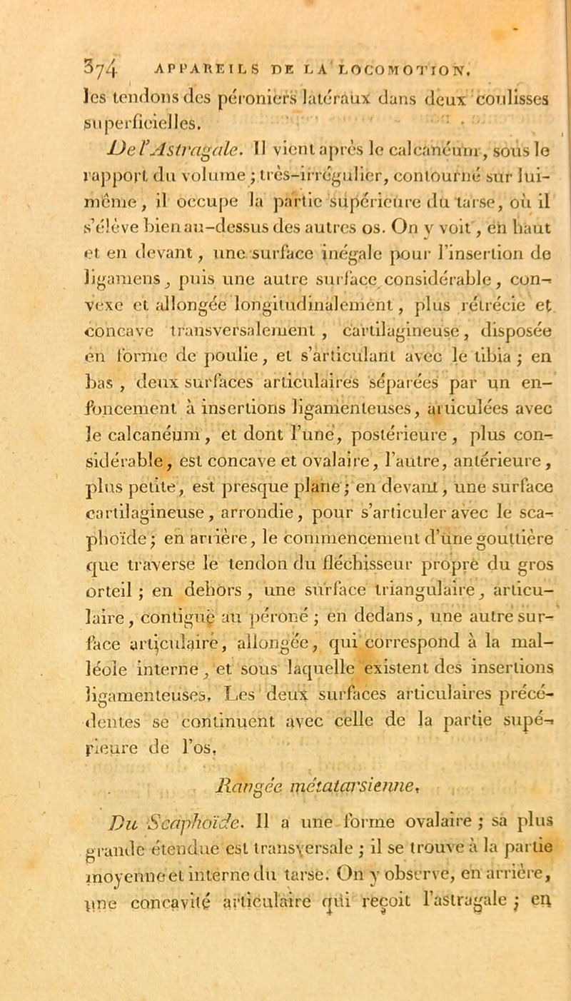 les iciidonsclcs péroniers latéraux dans deux coidlsses superficielles. DeVAsirci'^ale. 11 vient aj)rès le caleanéunr, sous le raj)porl du volume ; très-ii réguller, contourné sur lui- ni6me, il occupe la partie supéiicure du tarse, oi'i il s’élève bien au-dessus des autres os. On v voit, eh haut et en devant, une surface inégale pour Finsei tion do ligamens, puis une autre surface considérable, con-= vexe et allongée longitudinalement, plus rétrécie et concave transversalement , cartilagineuse, disposée en forme de poulie, et s’articulant avec le tibia ; en bas , deux surfaces articulaires sépaiées par un en- foncement à insertions ligamenteuses, aiiiculées avec îe calcanéum, et dont Tune, postérieure, plus con- sidérable, est concave et ovalaire, l’autre, antérieure, plus petite, est presque plane,' en devant, une surface cartilagineuse, arrondie, pour s’articuler avec le sca^ plioïde; en anièi’e, le commencement d’üne gouttière que traverse le tendon du fléchisseur propre du gros orteil ; en dehors , une surface triangulaire, articu- laire, contiguç au péroné; en dedans, une autre sur- face articulaire, allongée, qui correspond à la mal- léole interne, et sous laquelle existent des insertions ligamenteuses. Les deux surfaces articulaires précé- rlentes se continuent avec celle de la partie supé-t l'ieure de l’os. Rangée métatarsienne r Du Scaphoïde. Il a une forme ovalaire ; sa plus grande étendue est transversale ; il se trouve à la partie inoyeunoet interne du tarse. On y observe, en arrière, nne concavité articulaire rpii reçoit l’astragale eu