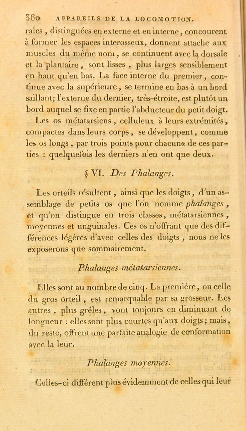 raies , distinguées en externe et en interne, concourent à rormer les espaces interosseux, donnent attache aux muscles du même nom, se continuent avec la dorsale et la plantaire , sont lisses , plus larges sensiblement en haut qu’en bas, La face interne du premier, con- tinue avec la supérieure, se termine en bas à un bord saillant; l’externe du dernier, très-étroite, est plutôt un bord auquel se fixe en partie l’abducteur du petit doigt. Les os métatarsiens, celluleux à leurs extrémités, compactes dans leurs corps, se développent, comme les os longs , par trois points pour chacune de ces par- ties : quelquefois les derniers n’en ont que deux. § VI. Des Phalanges. Les orteils résultent, ainsi que les doigts, d’un as- semblage de petits os que l’on nomme phalanges , et qu’on distingue en trois classes, métatarsiennes, moyennes et unguinales. Ces os n’offrant que des dif- férences légères d’avec celles des doigts , nous ne les exposerons que sommairement. Phalanges métatarsiennes. Elles sont au nombre de cinq. La première, ou celle du gros Orteil , est remarquable par sa grosseur. Les autres , plus grêles, vont toujours en diminuant de longueur : elles sont plus courtes qu’aux doigts; mais, du reste, offrent une parfaite analogie de conformation avec la leur. Phalanges moyennes. Celles-ci diffèrent pl us évidemment de celles qui leur