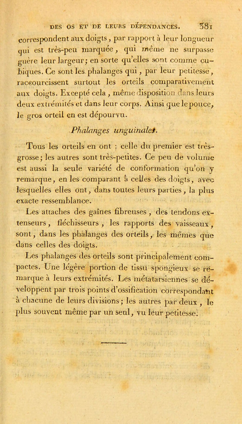 correspondent aux doigts, par rappoi i à leur longueur qui est très-peu marquée, qui même ne surpasse guère leur largeur; en sorte qu’elles sont comme cu- Liques. Ce sont les phalanges qui, par leur petitesse , raceourcissent surtout les orteils comparativement aux doigts. Excepté cela , même disposition dans leurs deux extrémités et dans leur corps. Ainsi que lepouce, le gros orteil en est dépourvu. Phalanges unguinaleS. Tous les orteils en ont : celle du premier est très- grosse; les autres sont très-petites. Ce peu de volume est aussi la seule variété de conformation qu’on y remarque, en les comparant celles des doigts, avec lesquelles elles ont, dans toutes leurs parties, la plus exacte ressemblance. Les attaches des gaines fibreuses , des tendons ex- tenseurs, fléchisseurs, les rapports des vaisseaux, sont, dans les phalanges des orteils, les mêmes que dans celles des doigts. Les phalanges des orteils sont principalement com- pactes. Une légère portion de tissu spongieux se re- marque à leurs extrémités. Les métatarsiennes se dé- veloppent par trois points d’osslfieation correspondatit à chacune de leurs divisions ; les autres par deux , le plus souvent même par un seul, vu leur petitesse: (