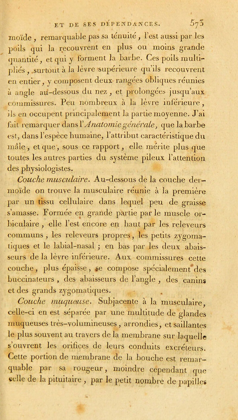 moïde , remarquable pas sa ténuité, l’est aussi par les poils qui la recouvrent en plus ou moins grande quantité, et qui y forment la barbe. Ces poils multi- pliés , .surtout à la lèvre supérieure qu’ils recouvrent en entier, y composent deux rangées obliques réunies à angle au-dessous du nez, et prolongées jusqu’aux commissures. Peu nombreux à la lèvre inférieure, ils en occupent principalement la partie moyenne. J’ai fait remarquer dans Y Anatomie générale, que la barbe est, dans l’espèce humaine, l’attribut caractéristique du mâle, et que, sous ce rapport, elle mérite plus que toutes les autres parties du système pileux l’attention des physiologistes. Couche musculaire. Au-dessous de la couche der- moïde on trouve la musculaire réunie à la première par un tissu cellulaire dans lequel peu de graisse s’amasse. Formée en grande partie parle muscle or- biculaire , elle l’est encore en haut par les releveurs communs , les releveurs propres, les petits zygoma- tiques et le labial-nasal ; en bas par les deux abais- seurs de la lèvre inférieure. Aux commissures cette couche, plus épaisse, ge compose spécialement* des buccinateurs , des abaisseurs de l’angle , des canins et des grands zygomatiques. Couche muqueuse. Subjacentc à la musculaire, celle-ci en est séparée par une multitude de glandes muqueuses très-volumineuses, arrondies, et saillantes le plus souvent au travers de la membrane sur laquelle s’ouvrent les orifices de leurs conduits excréteurs. Cette portion de membrane de la bouche est remar- quable par sa rougeur, moindre cependant que «elle de la pituitaire , par le petit nombre de papilles