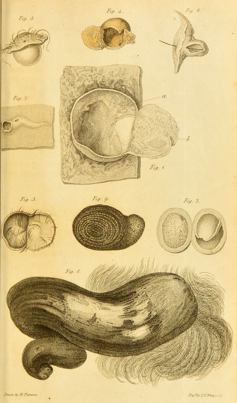 Fig <5. Fig. 2. Fig. 7■ Mrawn by ff. TAffm.ro n . S^f'bj IT. Wi/f