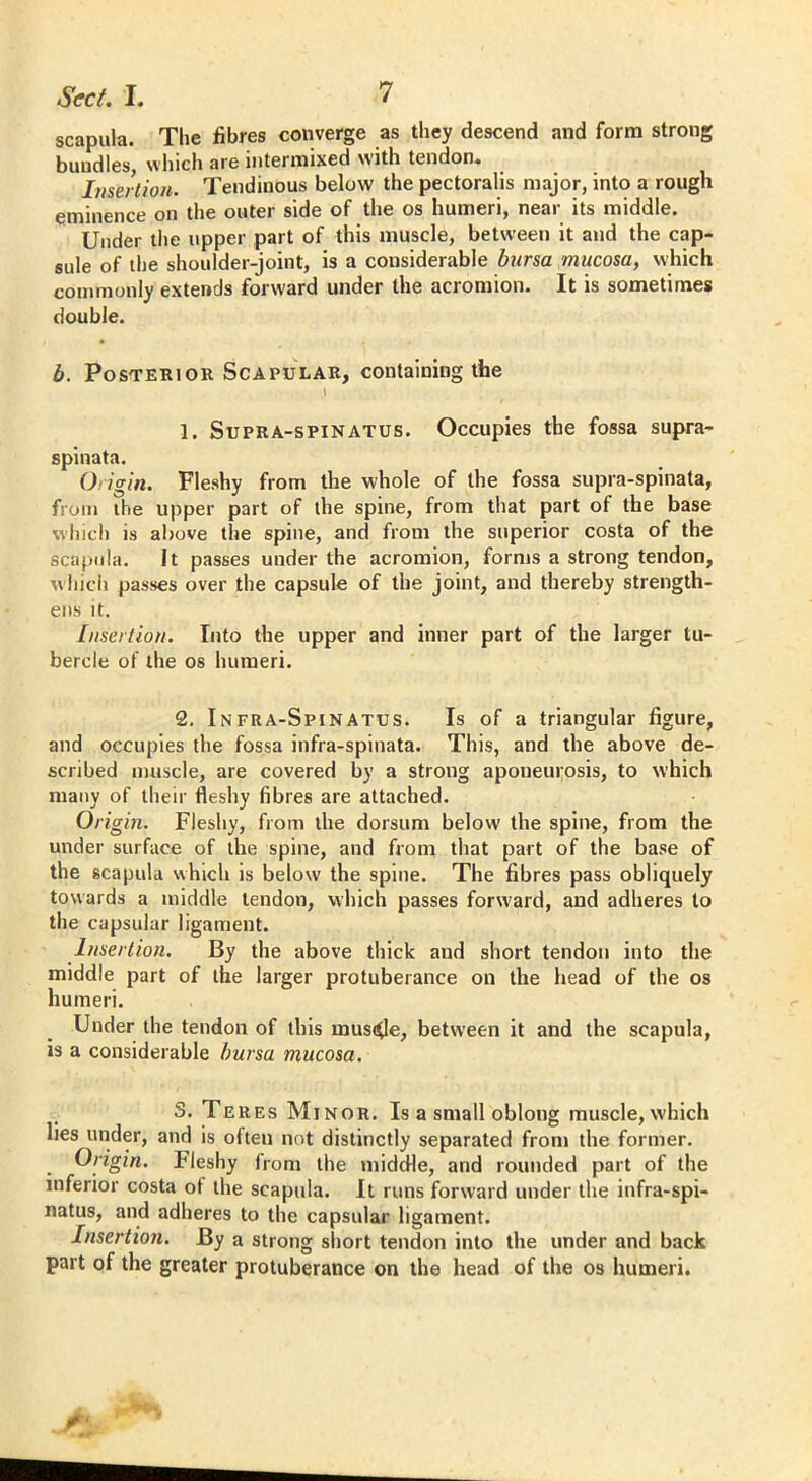 scapula. The fibres converge as they descend and form strong bundles, which are intermixed with tendon. Insertion. Tendinous below the pectorahs major, into a rough eminence on the outer side of the os humeri, near its middle. Under the upper part of this muscle, between it and the cap- sule of the shoulder-joint, is a considerable bursa mucosa, which commonly extends forward under the acromion. It is sometimes double. b. Posterior Scapular, containing the 1. Supra-spinatus. Occupies the fossa supra- spinata. Origin. Fleshy from the whole of the fossa supra-spinata, from the upper part of the spine, from that part of the base which is above the spine, and from the superior costa of the scapula. It passes under the acromion, forms a strong tendon, which passes over the capsule of the joint, and thereby strength- ens it. Insertion. Into the upper and inner part of the larger tu- bercle of the os humeri. 2. Infra-Spinatus. Is of a triangular figure, and occupies the fossa infra-spinata. This, and the above de- scribed muscle, are covered by a strong aponeurosis, to which many of their fleshy fibres are attached. Origin. Fleshy, from the dorsum below the spine, from the under surface of the spine, and from that part of the base of the scapula which is below the spine. The fibres pass obliquely towards a middle tendon, which passes fonvard, and adheres to the capsular ligament. Insertion. By the above thick and short tendon into the middle part of the larger protuberance on the head of the os humeri. Under the tendon of this inusifie, between it and the scapula, is a considerable bursa mucosa. S. Teres Minor. Is a small oblong muscle, which lies under, and is often not distinctly separated from the former. Origin. Fleshy from the middle, and rounded part of the inferior costa of the scapula. It runs forward under the infra-spi- natus, and adheres to the capsular ligament. Insertion. By a strong short tendon into the under and back part of the greater protuberance on the head of the os humeri.