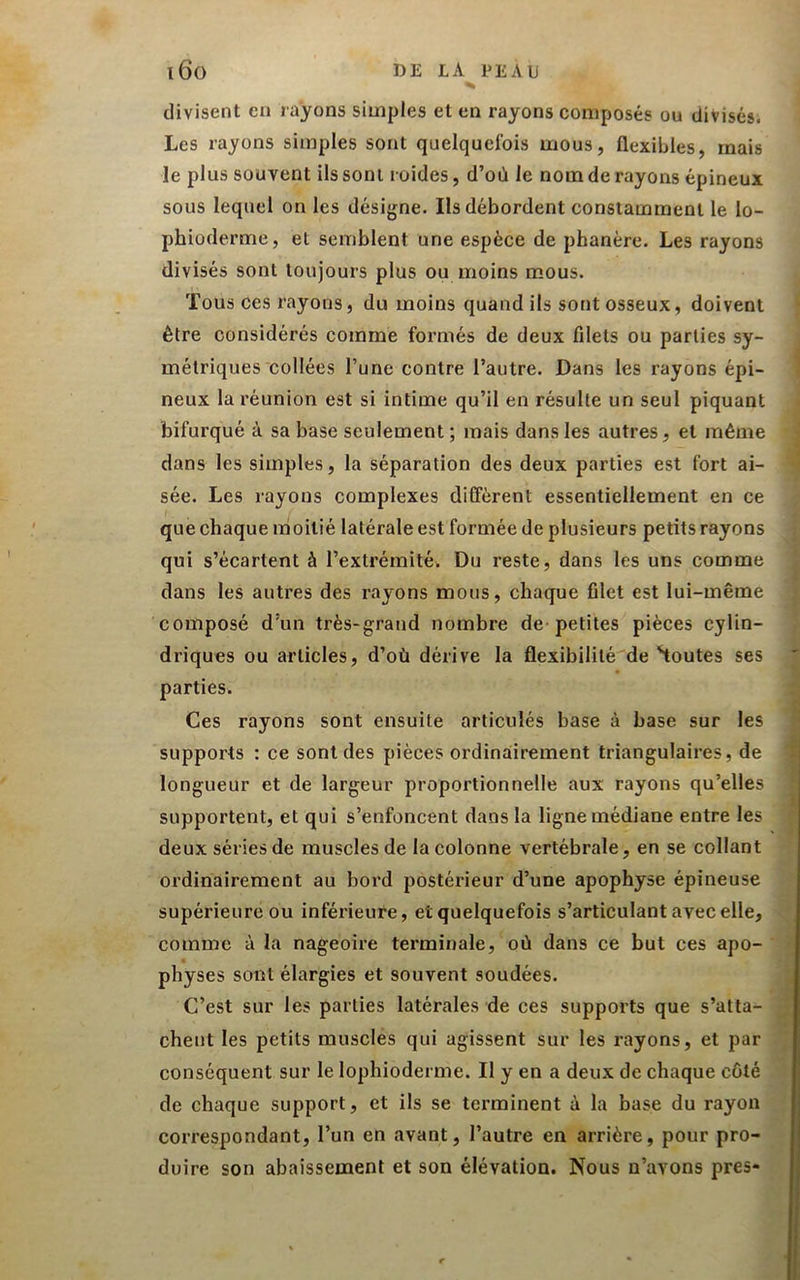 divisent en rayons simples et en rayons composés ou divisés. Les rayons simples sont quelquefois mous, flexibles, mais le plus souvent ils sont roides, d’où le nom de rayons épineux sous lequel on les désigne. Ils débordent constamment le lo- phioderme, et semblent une espèce de phanére. Les rayons divisés sont toujours plus ou moins mous. Tous ces rayons, du moins quand ils sont osseux, doivent être considérés comme formés de deux filets ou parties sy- métriques collées l’une contre l’autre. Dans les rayons épi- neux la réunion est si intime qu’il en résulte un seul piquant bifurqué à sa base seulement ; mais dans les autres, et même dans les simples, la séparation des deux parties est fort ai- sée. Les rayons complexes diffèrent essentiellement en ce que chaque moitié latérale est formée de plusieurs petits rayons qui s’écartent à l’extrémité. Du reste, dans les uns comme dans les autres des rayons mous, chaque filet est lui-même composé d’un très-grand nombre de-petites pièces cylin- driques ou articles, d’où dérive la flexibilité de toutes ses parties. Ces rayons sont ensuite articulés base à base sur les supports : ce sont des pièces ordinairement triangulaires, de longueur et de largeur proportionnelle aux rayons qu’elles supportent, et qui s’enfoncent dans la ligne médiane entre les deux séries de muscles de la colonne vertébrale, en se collant ordinairement au bord postérieur d’une apophyse épineuse supérieure ou inférieure, et quelquefois s’articulant avec elle, comme à la nageoire terminale, où dans ce but ces apo- physes sont élargies et souvent soudées. C’est sur les parties latérales de ces supports que s’atta- chent les petits muscles qui agissent sur les rayons, et par conséquent sur le lophioderme. Il y en a deux de chaque côté de chaque support, et ils se terminent à la hase du rayon correspondant, l’un en avant, l’autre en arrière, pour pro- duire son abaissement et son élévation. Nous n’avons près-