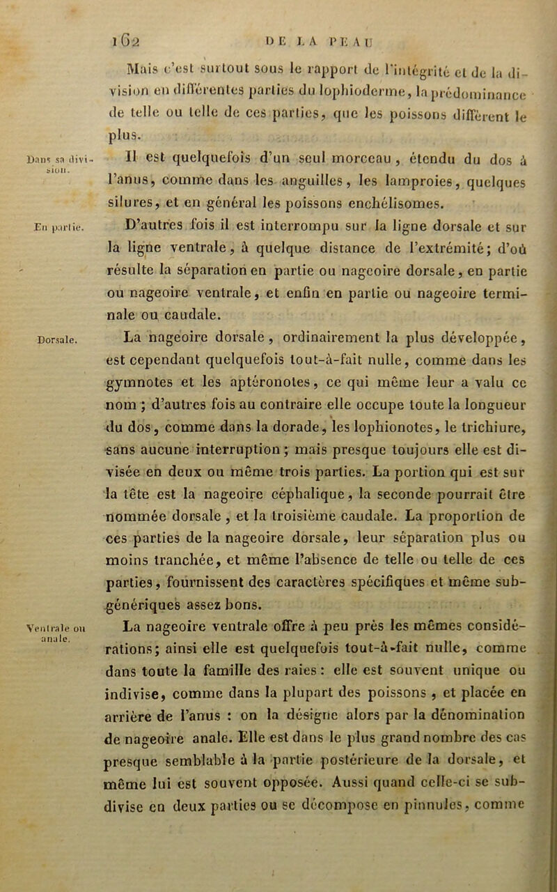 Bnin sa Jivi- ^iuii ■ Eli parlie. Dorsale. Venlrale ou anale. Mais c’csl siulout sous le rapport de riiilégriié et de la di- vision en diflerenles parties du lophioderme, la prédoiDinance de telle ou telle de ces parties, cpie les poissons diffèrent le plus. 11 est quelquelbis d’un seul morceau , étendu du dos à l’anus, comme dans les anguilles, les lamproies, quelques silures, et en général les poissons enchélisomes. D’autres fois il est interrompu sur la ligne dorsale et sur la ligne ventrale, à quelque distance de l’extrémité; d’où résulte la séparation en partie ou nageoire dorsale, en partie ou nageoire ventrale, et enfin en parlie ou nageoire termi- nale ou caudale. La nageoire dorsale, ordinairement la plus développée, est cependant quelquefois tout-à-fait nulle, comme dans les gymnotes et les aptéronotes, ce qui même leur a valu ce nom ; d’autres fois au contraire elle occupe toute la longueur du dos, comme dans la dorade, les lophionotes, le trichiure, «ans aucune interruption ; mais presque toujours elle est di- visée en deux ou même trois parties. La portion qui est sur la tête est la nageoire céphalique, la seconde pourrait être nommée dorsale , et la troisième caudale. La proportion de ces parties de la nageoire dorsale, leur séparation plus ou moins tranchée, et même l’absence de telle ou telle de ces parties, fournissent des caractères spécifiques et même sub- génériques assez bons. La nageoire ventrale offre i\ peu près les mêmes considé- rations; ainsi elle est quelquefois tout-à-fait nulle, comme dans toute la famille des raies : elle est souvent unique ou indivise, comme dans la plupart des poissons , et placée en arrière de l’anus : on la désigne alors par la dénomination de nageoire anale. Elle est dans le plus grand nombre des cas presque semblable à la partie postérieure de la dorsale, et même lui est souvent opposée. Aussi quand celle-ci se sub- divise en deux parties ou se décompose en pinnules, comme