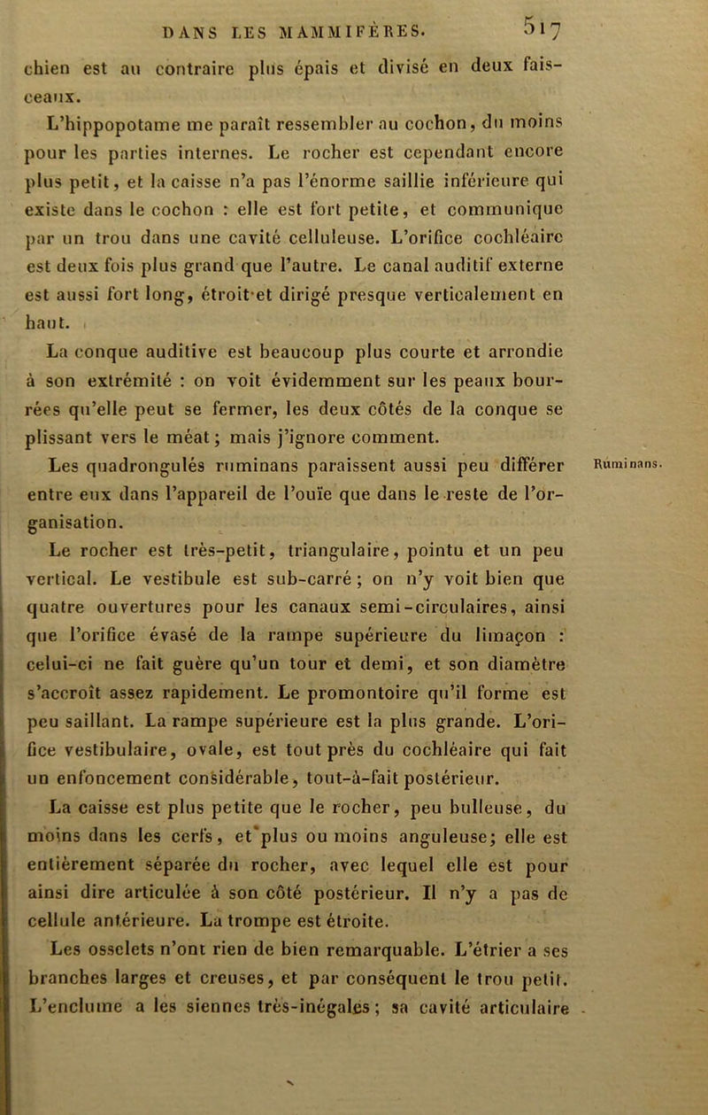 chien est au contraire plus épais et divisé en deux fais- ceaux. L’hippopotame me paraît ressembler au cochon, du moins pour les parties internes. Le rocher est cependant encore plus petit, et la caisse n’a pas l’énorme saillie inférieure qui existe dans le cochon : elle est fort petite, et communique par un trou dans une cavité celluleuse. L’orifice cochléairc est deux fois plus grand que l’autre. Le canal auditif externe est aussi fort long, étroit*et dirigé presque verticalement en haut. I La conque auditive est beaucoup plus courte et arrondie à son extrémité ; on voit évidemment sur les peaux bour- rées qu’elle peut se fermer, les deux côtés de la conque se plissant vers le méat; mais j’ignore comment. Les quadrongulés ruminans paraissent aussi peu différer entre eux dans l’appareil de l’ouïe que dans le reste de l’or- ganisation. Le rocher est très-petit, triangulaire, pointu et un peu I vertical. Le vestibule est sub-carré ; on n’y voit bien que j quatre ouvertures pour les canaux semi-circulaires, ainsi I que l’orifice évasé de la rampe supérieure du limaçon : celui-ci ne fait guère qu’un tour et demi, et son diamètre s’accroît assez rapidement. Le promontoire qu’il forme est peu saillant. La rampe supérieure est la plus grande. L’ori- fice vestibulaire, ovale, est tout près du cochléaire qui fait un enfoncement considérable, tout-à-fait postérieur. La caisse est plus petite que le rocher, peu bulleuse, du moins dans les cerfs, et'plus ou moins anguleuse; elle est entièrement séparée du rocher, avec lequel elle est pour ainsi dire articulée à son côté postérieur. Il n’y a pas de cellule antérieure. La trompe est étroite. Les osselets n’ont rien de bien remarquable. L’étrier a ses branches larges et creuses, et par conséquent le trou petit. L’enclume a les siennes très-inégales ; sa cavité articulaire Ruminans.