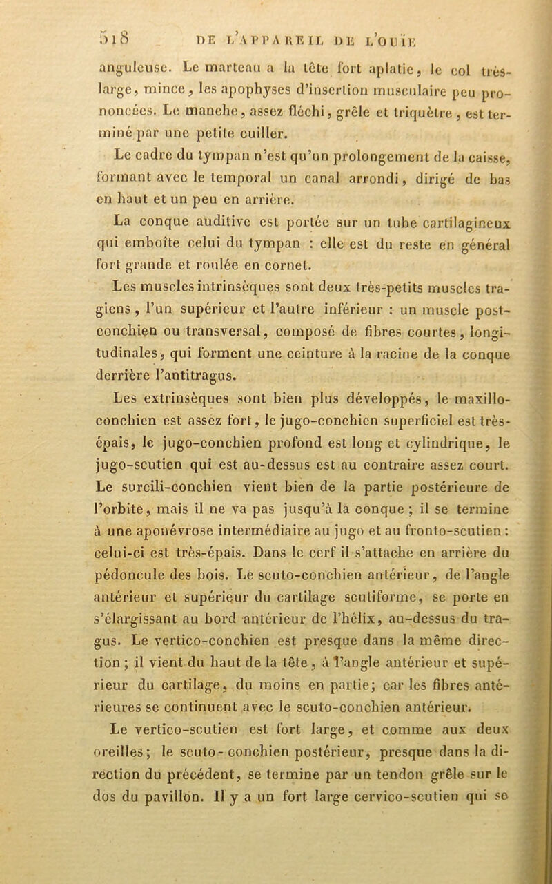 anguleuse. Le marteau a la tête fort aplatie, le col très- large, mince, les apophyses d’insertion musculaire peu pro- noncées. Le manche, assez fléchi, grêle et triquètre , est ter- miné par une petite cuiller. Le cadre du tympan n’est qu’un prolongement de la caisse, formant avec le temporal un canal arrondi, dirigé de bas en haut et un peu en arrière. La conque auditive est poi’léc sur un tube cartilagineux qui emboîte celui du tympan : elle est du reste en général fort grande et roulée en cornet. Les muscles intrinsèques sont deux très-petits muscles tra- giens , l’un supérieur et l’autre inférieur ; un muscle post- conchien ou transversal, composé de fibres courtes, longi- tudinales, qui forment une ceinture à la racine de la conque derrière l’antitragus. Les extrinsèques sont bien plus développés, le maxillo- conebien est assez fort, le jugo-conchien superficiel est très- épais, le jugo-conchien profond est long et cylindrique, le jugo-scutien qui est au-dessus est au contraire assez court. Le surcili-conebien vient bien de la partie postérieure de l’orbite, mais il ne va pas jusqu’à la conque ; il se termine à une aponévrose intermédiaire au jugo et au fronto-scutien ; celui-ci est très-épais. Dans le cerf il s’attache en arrière du pédoncule des bois. Le scuto-conchien antérieur, de l’angle antérieur et supérieur du cartilage scutiforme, se porte en s’élargissant au bord antérieur de l’hélix, au-dessus du tra- gus. Le vertico-conchien est presque dans la même direc- tion ; il vient du haut de la tête , à l’angle antérieur et supé- rieur du cartilage, du moins en partie; car les fibres anté- rieures sc continuent avec le scuto-conchien antérieur. Le vertico-scutien est fort large, et comme aux deux oreilles; le scuto-conchien postérieur, presque dans la di- rection du précédent, se termine par un tendon grêle sur le dos du pavillon. Il y a un fort large cervico-scutien qui so