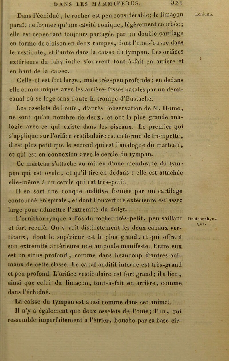 Dans l’échidiié, le rocher esl peu considérable; le limaçon I paraît ne former qu’une cdvité conique, légèrement courbée ; elle est cependant toujours partagée par un double cartilage I en forme de cloison en deux rampes, dont l’une s’ouvre dans Ile vestibule, et l’autre dans la caisse du tympan. Les orifices extérieurs du labyrinthe s’ouvrent tout-à-fait en arrière et l en haut de la caisse. f Celle-ci est fort large , mais très-peu profonde ; en dedans 1 elle communique avec les arrière-fosses nasales par un demi- t canal où se loge sans doute la trompe d’Eustache. Les osselets de l’ouïe, d’après l’observation de M. Home, \ ne sont qu’au nombre de deux, et ont la plus grande ana- 1 logie avec ce qui existe dans les oiseaux. Le premier qui \ s’applique sur l’orifice vestibulaire est en forme de trompette, j il est plus petit que le second qui est l’analogue du marteau, ! et qui est en connexion avec le cercle du tympan. Ce marteau s’attache au milieu d’une membrane du tym- i pan qui est ovale, et qu’il tire en dedans : elle est attachée i elle-même à un cercle qui est très-petit. Il en sort une conque auditive formée par un cartilage I contourné en spirale , et dont l’ouverture extérieure est assez I large pour admettre l’extrémité du doigt. ! L’ornithorhynque a l’os du rocher très-petit, peu saillant i et fort reculé. On y voit distinctement les deux canaux ver- ticaux, dont le supérieur est le plus grand, et qui offre à son extrémité antérieure une ampoule manifeste. Entre eux est un sinus profond , comme dans beaucoup d’autres ani- maux de cette classe. Le canal auditif interne est très-grand et peu profond. L’orifice vestibulaire est fort grand ; il a lieu, ainsi que celui du limaçon, tout-à-fait en arrière, comme dans l’échidné. La caisse du tympan esl aussi comme dans cet animal. Il n’y a également que deux osselets de l’ouïe; l’un, qui ressemble imparfaitement à l’étrier, bouche par sa base cir- Ecliidne. Ornithorhyn que.