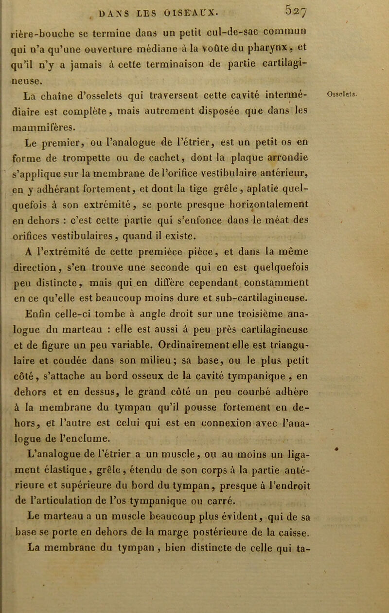 rière-bouche se termine dans un petit cul-de-sac commun qui n’a qu’une ouverture médiane à la voûte du pharynx, et qu’il n’y a jamais i\ cette terminaison de partie cartilagi- neuse. La chaîne d’osselets qui traversent cette cavité intermé- diaire est complète, mais autrement disposée que dans les mammifères. Le premier, ou l’analogue de l’étrier, est un petit os en forme de trompette ou de cachet, dont la plaque arrondie s’applique sur la membrane de l’orifice vestibulaire antérieur, en y adhérant fortement, et dont la tige grêle, aplatie quel- quefois à son extrémité, se porte presque horizontalement en dehors : c’est cette partie qui s’enfonce dans le méat des orifices vestibulaires, quand il existe. A l’extrémité de cette premièce pièce, et dans la même direction, s’en trouve une seconde qui en est quelquefois peu distincte, mais qui en diffère cependant constamment en ce qu’elle est beaucoup moins dure et sub-cartilagineuse. Enfin celle-ci tombe à angle droit sur une troisième ana- logue du marteau : elle est aussi à peu près cartilagineuse et de figure un peu variable. Ordinairement elle est triangu- laire et coudée dans son milieu; sa base, ou le plus petit côté, s’attache au bord osseux de la cavité tympanique , en dehors et en dessus, le grand côté un peu courbé adhère à la membrane du tympan qu’il pousse fortement en de- hors, et l’autre est celui qui est en connexion avec l’ana- logue de l’enclume. L’analogue de l’étrier a un muscle, ou au moins un liga- meut élastique, grêle, étendu de son corps à la partie anté- rieure et supérieure du bord du tympan, presque à l’endroit de l’articulation de l’os tympanique ou carré. Le marteau a un muscle beaucoup plus évident, qui de sa base se porte en dehors de la marge postérieure de la caisse. La membrane du tympan , bien distincte de celle qui ta- Osselets. «