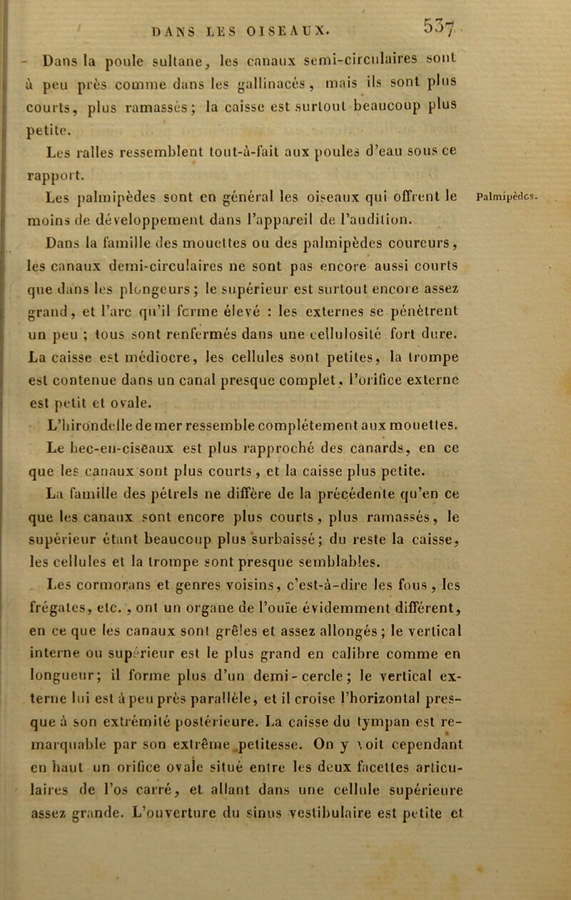 I - Dans la poule sultane, les canaux semi-circulaires sont I à peu près comme dans les gallinacés, mais ils sont plus 1 courts, plus ramassés; la caisse est surtout beaucoup plus j petite. Les ralles ressemblent tout-à-fait aux poules d’eau sous ce I rapport. Les palmipèdes sont en général les oiseaux qui offrent le moins de développement dans l’appareil de l’audition. I Dans la famille des mouettes ou des palmipèdes coureurs, I les canaux demi-circulaires ne sont pas encore aussi courts [ que dans les plongeurs ; le supérieur est surtout encore assez I grand, et l’arc qu’il ferme élevé : les externes se pénètrent I un peu ; tous sont renfermés dans une cellulosilé fort dure. \ La caisse est médiocre, les cellules sont petites, la trompe I est contenue dans un canal presque complet , l’oiifice externe î est petit et ovale. L’hirondelle de ?ner ressemble complètement aux mouettes. Le bec-en-ciseaux est plus rapproché des canards, en ce que les canaux sont plus courts, et la caisse plus petite. La famille des pétrels ne diffère de la précédente qu’en ce que les canaux sont encore plus courts, plus ramassés, le supérieur étant beaucoup plus surbaissé ; du reste la caisse, les cellules et la trompe sont presque semblables. Les cormorans et genres voisins, c’est-à-dire les fous , les I frégates, etc., ont un organe de l’ouïe évidemment différent, en ce que les canaux sont grêles et assez allongés ; le vertical interne ou supérieur est le plus grand en calibre comme en longueur; il forme plus d’un demi-cercle; le vertical ex- terne lui est à peu près parallèle, et il croise l’horizontal pres- que à son exti'émité postérieure. La caisse du tympan est re- « marquable par son extrême.petitesse. On y '.oit cependant en haut un orifice ovale situé entre les deux facettes articu- laires de l’os carré, et allant dans une cellule supérieure assez grande. L’ouverture du sinus veslibulaire est petite et Palmipèdes.