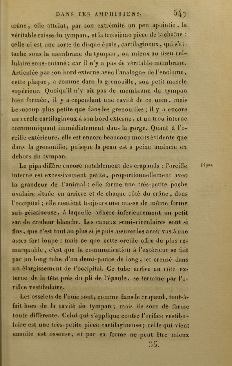 crâne, elle alleint, par son cxtréixiilé un peu apoinlie , la Tcritable caisse du tympan, et la troisième pièce de laçhaîqe : celle-ci est une sorte de disque épais, cartilagineux, qui s’at- tache sous la membrane du tympan , ou mieux au tissu cel- lulaire sous-cutané; car il n’y a pas de véritable membrane. Articulée par son bord externe avec l’analogue de l’enclume, celle plaque, a comme dans la grenouille, son petit muscle supérieur. Quoiqu’il n’y ait pas de membrane du tympan bien formée, il y a cependant une cavité de ce nom, mais beaucoup plus petite que dans les grenouilles ; il y a encore un cercle cartilagineux à son bord externe, et un trou interne communiquant immédiatement dans la gorge. Quant à l’o- reille extérieure, elle est encore beaucoup moins évidente que dans la grenouille, puisque la peau est à peine amincie en dehors du tympan. Le pipa diffère encore notablement des crapauds : l’oreille interne est excessivement petite, proportionnellement avec la grandeur de l’animal ; elle forme une très-petite poche ovalaire située en arrière et de chaque côté du crâne, dans l’occipilal ; elle contient toujours une masse de môme forme sub-gélatineuse, à laquelle adhère inférieurement un petit sac de couleur blanche. Les canaux semi-circulaires sont si fins, que c’est tout au plus si je puis assurer les avoir vus à une assez fort loupe : mais ce que celte oreille offre de plus re- marquable, c’est que la communication à l’extérieur se fait par un long tube d’un demi-pouce de long, et creusé dans un élargissement de l’occipital. Ce tube arrivé au côté ex- terne de la tôle prés du pli de l’épaule, se termine par l’o- rifice vestibulaire. Les osselets de l’ouïe sont, comme dans le crapaud, tout-à- fait hors de la cavité du tympan ; mais ils sont de forme toute différente. Celui qui s’applique contre l’orifice veslibu- laire est une très-petite pièce cartilagineuse; celle qui vient ensuite est osseuse, et par sa forme ne peut être mieux 35. Pipas.