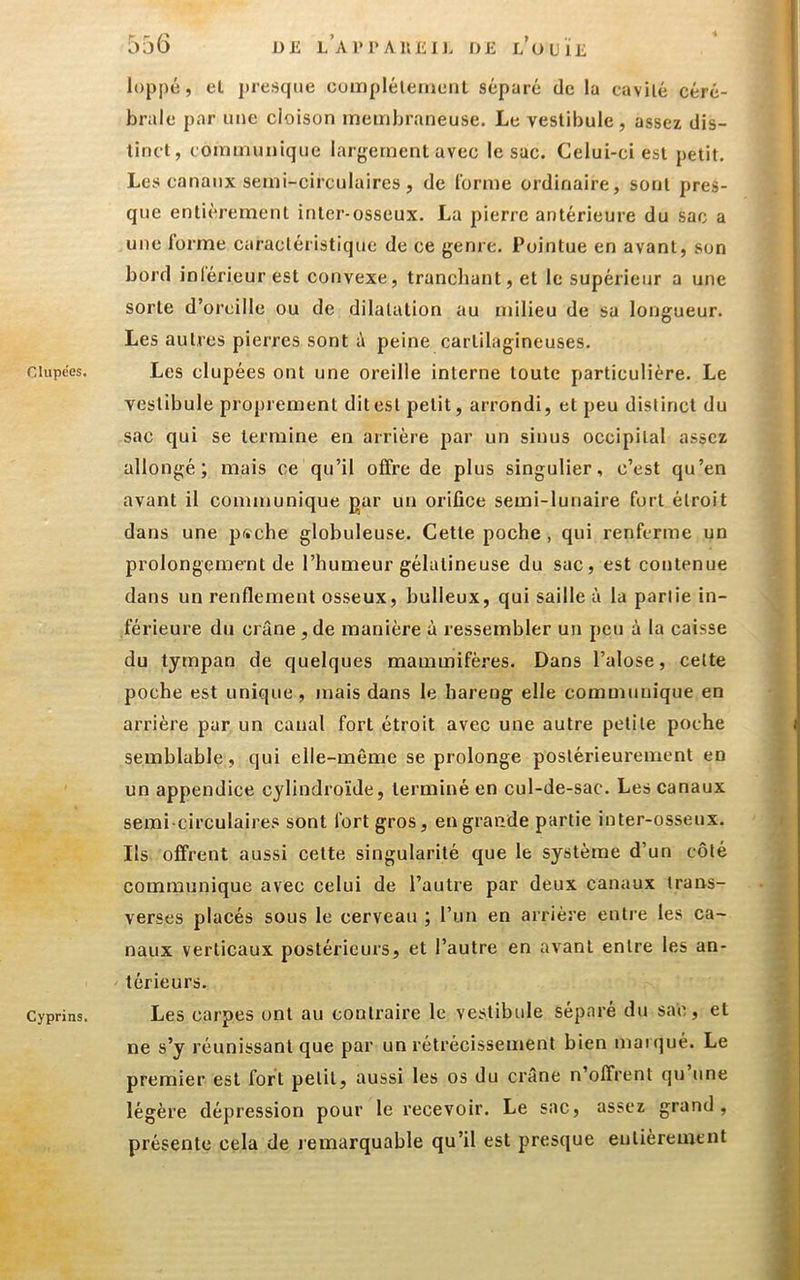 Clupe'es. Cyprins. jTdG de l’aPPAUEIE DK k’ouïk loppé, et pre-sque cumplélemenl séparé de la cavité céré- brale par une cloison membraneuse. Le vestibule, assez dis- tinct, communique largement avec le sac. Celui-ci est petit. Les canaux semi-circulaires , de l’orme ordinaire, sont pres- que entièrement inter-osseux. La pierre antérieure du sac a une lorme caractéristique de ce genre. Pointue en avant, son bord inlérieur est convexe, tranchant, et le supérieur a une sorte d’oreille ou de dilatation au itiilieu de sa longueur. Les autres pierres sont peine cartilagineuses. Les dupées ont une oreille interne toute particulière. Le vestibule proprement dit est petit, arrondi, et peu distinct du sac qui se termine en arrière par un sinus occipital assez allongé; mais ce qu’il offre de plus singulier, c’est qu’en avant il communique gar un orifice semi-lunaire fort étroit dans une p«cbe globuleuse. Cette poche, qui renferme un prolongement de l’humeur gélatineuse du sac, est contenue dans un renflement osseux, huileux, qui saille à la partie in- férieure du crâne ,de manière à ressembler un peu à la caisse du tympan de quelques mammifères. Dans l’alose, cette poche est unique, mais dans le hareng elle communique en arrière pur un canal fort étroit avec une autre petite poche semblable? qui elle-même se prolonge postérieurement en un appendice cylindro’ide, terminé en cul-de-sac. Les canaux semi-circulaires sont fort gros, en grande partie inter-osseux. Ils offrent aussi cette singularité que le système d’un côté communique avec celui de l’autre par deux canaux trans- verses placés sous le cerveau ; l’un en arrière enti e les ca- naux verticaux postérieurs, et l’autre en avant entre les an- térieurs. Les carpes ont au contraire le vestibule séparé du sac, et ne s’y réunissant que par un rétrécissement bien maKjué. Le premier est fort petit, aussi les os du crâne n’offrent qu une légère dépression pour le recevoir. Le sac, assez grand , présente cela de remarquable qu’il est presque entièrement