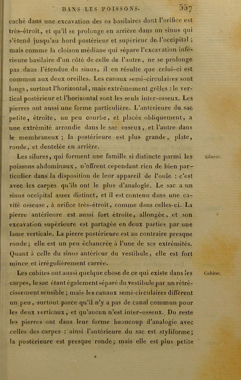 caché daiLS une excavation des os basilaires dont l’orifice est 'J très-étroit, et qu’il se prolonge en arrière dans un sinus qui ' s’étend jusqu’au bord postérieur et supérieur de-l’occipital ; I mais comme la cloison médiane qui sépare l’excavation infé- I rieure basilaire d’un côté de celle de l’autre, ne se prolonge j pas dans l’étendue du sinus, il en résulte que celui-ci est |( commun aux deux oreilles. Les canaux semi-circulaires sont I longs, surtout l’horizontal, mais extrêmement grêles : le ver- tical postérieur et l’horizontal sont les seuls inter-osseux. Les i pierres ont aussi une forme particulière. L’antérieure du sac I petite, étroite, un peu courbe, et placée obliquement, a une extrémité arrondie dans le sac osseux, et l’autre dans le membraneux; la postérieure est plus grande, plate, ronde, et dentelée en arrière. I Les silures, qui forment une famille si distincte parmi les I poissons abdominaux, n’offrent cependant rien de bien par-^ ticulier dans la disposition de leur appareil de l’ouïe : c’est j avec les carpes qu'ils ont le plus d’analogie. Le sac a un sinus occipital assez distinct, et il est contenu dans une ca- vité osseuse, à orifice très-étroit, comme dans celles-ci. La pierre antérieure est aussi fort étroite, allongée, et son excavat'eon supérieure est partagée en deux parties par une lame verticale. La pierre postérieure est au contraire presque ronde ; elle est un peu échancrée à l’une de ses extrémités. Quant é celle du sinus antérieur du vestibule, elle est fort mince et irrégulièrement carrée. Les cobites ont aussi quelque chose de ce qui existe dans «es carpes, le sac étant également séparé du vestibule par un rétré- cissement sensible ; mais les canaux semi-cii culaires diffèrent un peu, surtout parce qu’il n’y a pas de canal commun pour les deux verticaux, et qu’aucun n’est inter-osseux. Du reste les pierres ont dans leur forme beaucoup d’analogie avec celles des carpes : ainsi l’antérieure du sac est styliforme; la postérieure est presque ronde; mais elle est plus petite Silures Cobites