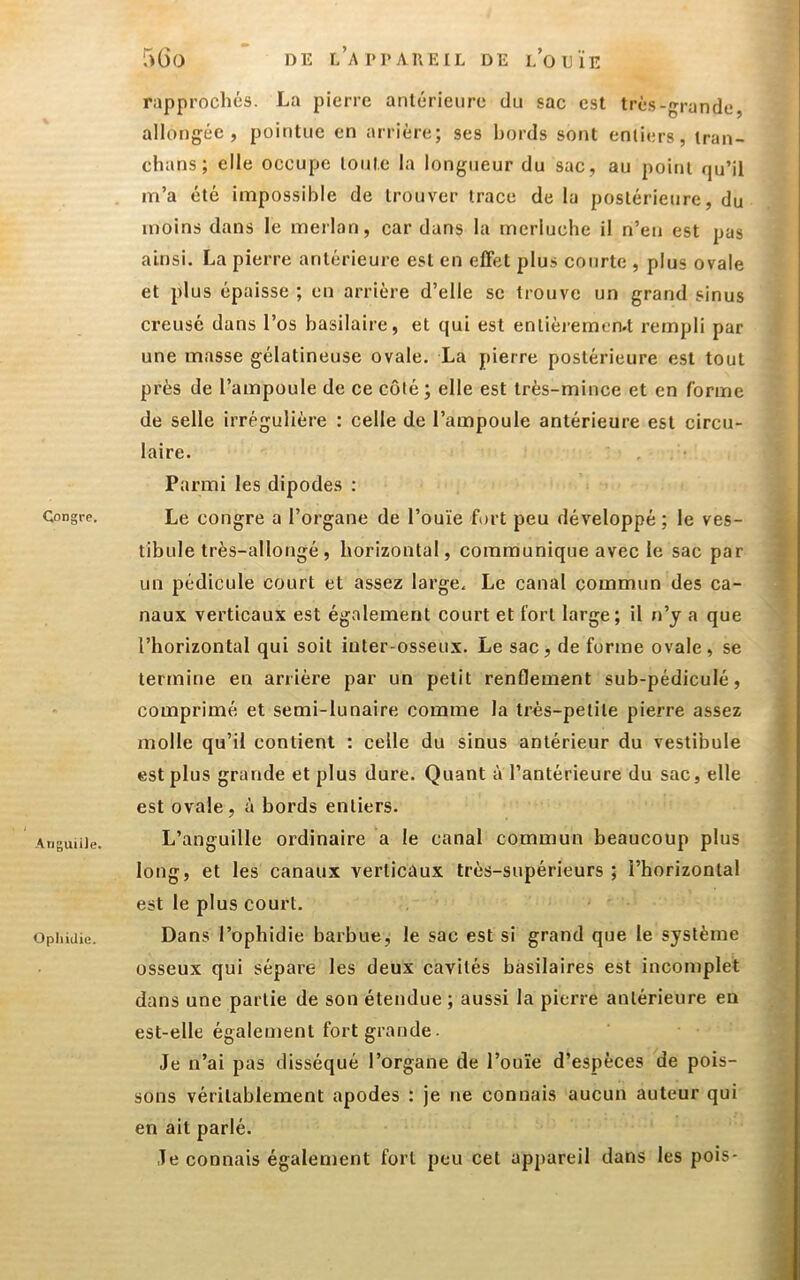 Ariguiile. Opliidie. 5Go DE r/ArPAllEIL DE l’oeïe rapprochés. La pierre antérieure du sac est très-grande allongée, pointue en arrière; ses bords sont entiers, tran- chans; elle occupe toute la longueur du sac, au point qu’il m’a été impossible de trouver trace de la postérieure, du moins dans le merlan, car dans la merluche il n’en est pas ainsi, La pierre antérieure est en effet plus courte , plus ovale et plus épaisse ; en arrière d’elle se trouve un grand sinus creusé dans l’os basilaire, et qui est entièremen.t rempli par une masse gélatineuse ovale. La pierre postérieure est tout près de l’ampoule de ce côté; elle est très-mince et en forme de selle irrégulière : celle de l’ampoule antérieure est circu- laire. Parmi les dipodes : tibule très-allongé, horizontal, communique avec le sac par un pédicule court et assez large. Le canal commun des ca- naux verticaux est également court et fort large; il n’y a que l’horizontal qui soit inter-osseux. Le sac, de forme ovale, se termine en arrière par un petit renflement sub-pédiculé, comprimé et semi-lunaire comme la très-petite pierre assez molle qu’il contient : celle du sinus antérieur du vestibule est plus grande et plus dure. Quant à l’antérieure du sac, elle est ovale, à bords entiers. L’anguille ordinaire a le canal commun beaucoup plus long, et les canaux verticaux très-supérieurs ; l’horizontal est le plus court. Dans l’ophidie barbue, le sac est si grand que le système osseux qui sépare les deux cavités basilaires est incomplet dans une partie de son étendue ; aussi la pierre antérieure en est-elle également fort grande. Je n’ai pas disséqué l’organe de l’ouïe d’espèces de pois- sons véritablement apodes : je ne connais aucun auteur qui en ait parlé. Je connais également fort peu cet appareil dans les pois*