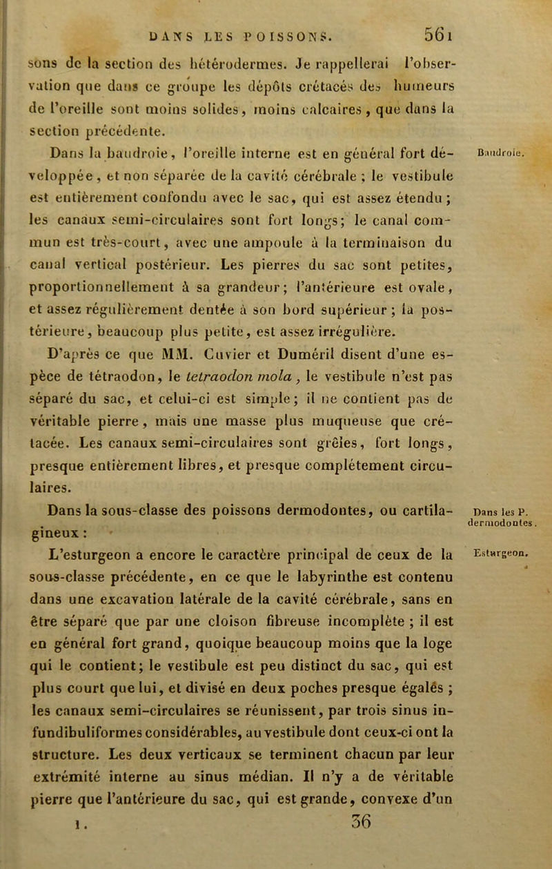sons de la section des liétérodermes. Je rappellerai l’obser- valion que dans ce groupe les dépôts crétacés des humeurs de l’oreille sont moins solides, moins calcaires , que dans la section précédente. Dans la baudroie, l’oreille interne est en général fort dé- veloppée, et non séparée de la cavité cérébrale ; le vestibule est entièrement confondu avec le sac, qui est assez étendu; les canaux semi-circulaires sont fort longs; le canal com- mun est très-court, avec une ampoule à la terminaison du canal vertical postérieur. Les pierres du sac sont petites, proportionnellement à sa grandeur; l’antérieure est ovale, et assez régulièrement dentée à son bord supérieur ; la pos- térieure, beaucoup plus petite, est assez irrégulière. D’après ce que MM. Cuvier et Duméril disent d’une es- pèce de tétraodon, le letraoclon mola, le vestibule n’est pas séparé du sac, et celui-ci est simple; il ne contient pas de véritable pierre, mais une masse plus muqueuse que cré- tacée. Les canaux semi-circulaires sont grêles, fort longs, presque entièrement libres, et presque complètement circu- laires. Dans la sous-classe des poissons dermodoutes, ou cartila- gineux : L’esturgeon a encore le caractère principal de ceux de la sous-classe précédente, en ce que le labyrinthe est contenu dans une excavation latérale de la cavité cérébrale, sans en être séparé que par une cloison fibreuse incomplète ; il est en général fort grand, quoique beaucoup moins que la loge qui le contient; le vestibule est peu distinct du sac, qui est plus court que lui, et divisé en deux poches presque égalés ; les canaux semi-circulaires se réunissent, par trois sinus in- fundibuliformes considérables, au vestibule dont ceux-ci ont la structure. Les deux verticaux se terminent chacun par leur extrémité interne au sinus médian. Il n’y a de véritable pierre que l’antérieure du sac, qui est grande, convexe d’un 1. 36 Dniidroie. Dans les P. derniodonles EstHrgeon.