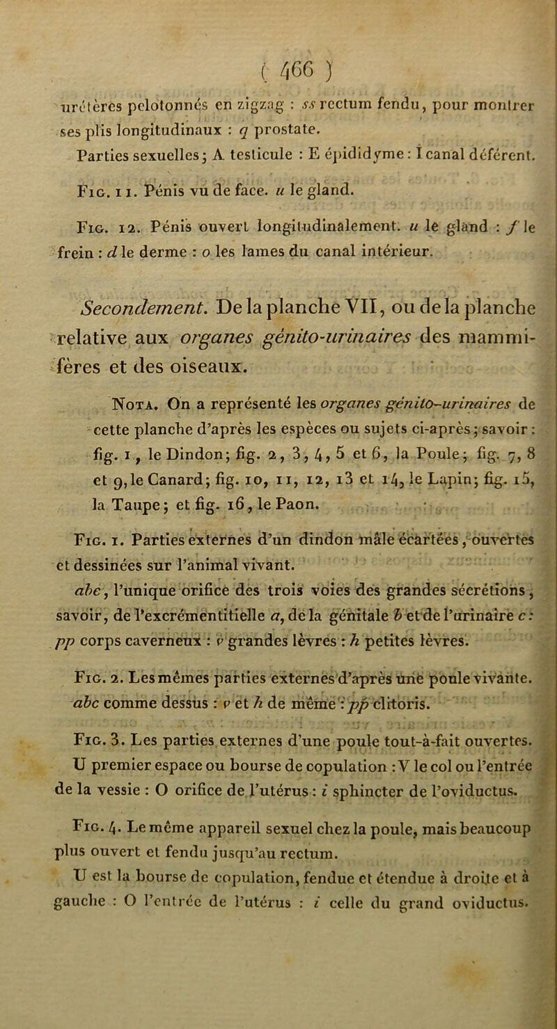 uretères pelotonnés en zigzag : ,wrectum fendu, pour montrer ses plis longitudinaux : q prostate. Parties sexuelles; A testicule : E é]>ididyme : I canal déférent, Fig. 11. Pénis vu de face, u le gland. Fig. 12. Pénis ouvert longitudinalement, u le glà.nd : /'le frein : d le derme : o les lames du canal intérieur. Secondement. De la planche VII, ou de la planche relative aux organes génito-urinaires des mammi- fères et des oiseaux. Nota. On a représenté les organes génito-urinaires de cette planche d’après les espèces ou sujets ci-après ; savoir ; fig. I, le Dindon; fig. 2, 3, 4> 5 et 6, la Poule; fig. 7, 8 et 9,1e Canard; fig. 10, ii, 12, i3 et 14, le Lapin; fig. 15, la Taupe ; et fig. 16, le Paon. Fig. I. Parties externes d’un dindon mâle écartées, ouvertes et dessinées sur l’animal vivant. ahe, l’unique orifice des trois voies dés grandes sécrétions, savoir, del’excrémentitielle <7,delà génitale &etdel’urinairë c: PP corps caverneux : c grandes lèvres : h. petites lèvres. Fig. 2. Les mêmes parties externes d’après uiiè poule vivante. ahc comme dessus : c et A de mêine':/?/ clitoris. Fig. 3. Les parties externes d’une poule tout-à-fait ouvertes, U premier espace ou bourse de copulation : V le col ou l’entrée ; de la vessie : O orifice de l’utérus : i sphincter de l’oviductus. ^ Fig. 4. Le même appareil sexuel chez la poule, mais beaucoup plus ouvert et fendu jusqu’au rectum. U est la bourse de copulation, fendue et étendue à droite et à gauche : O l’entrée de l’utérus : i celle du grand oviductus.