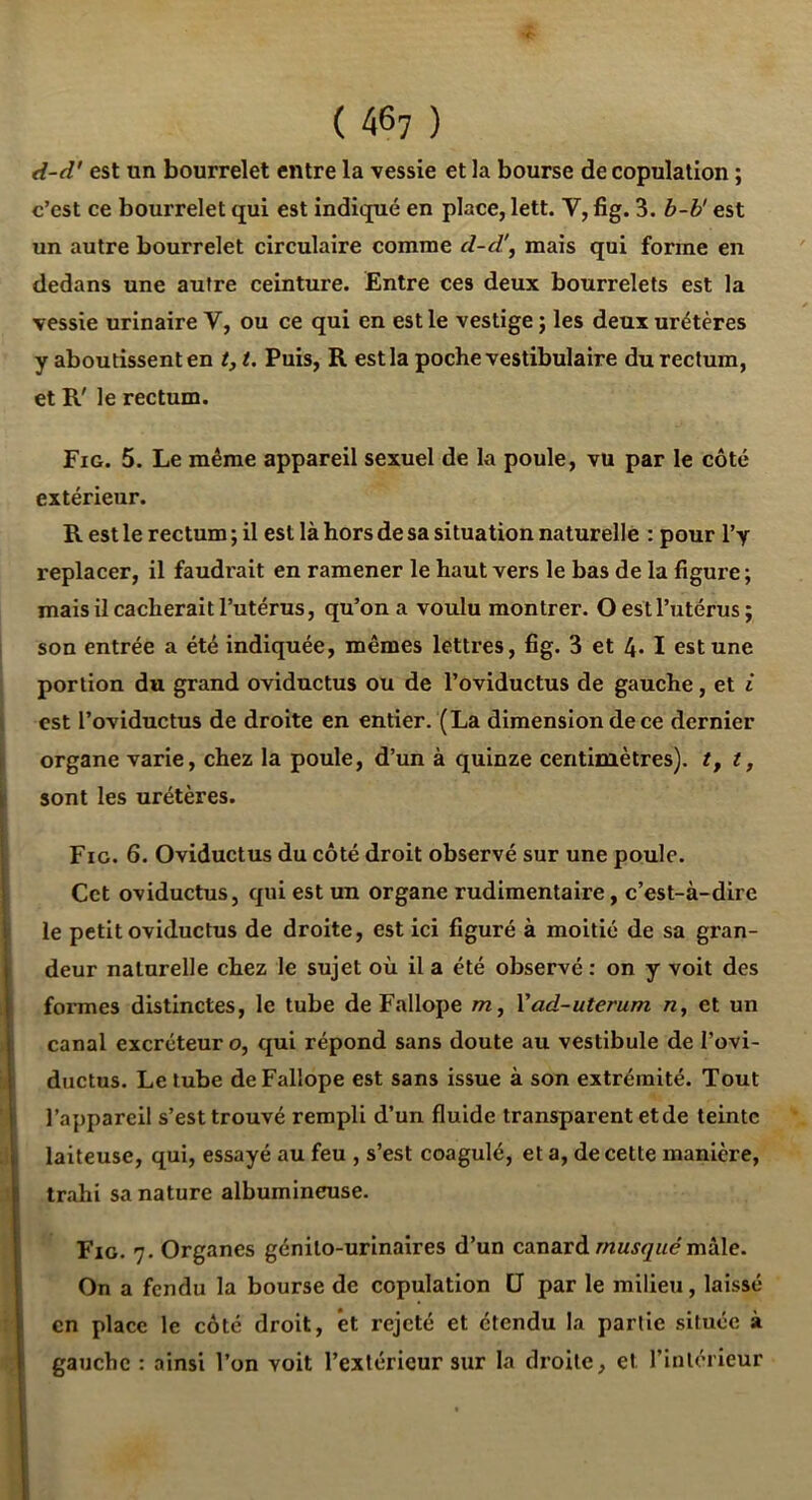 d-d' est un bourrelet entre la vessie et la bourse de copulation ; c’est ce bourrelet qui est indiqué en place, lett. V, fig. 3. b-h' est un autre bourrelet cireulaire comme d-d\ mais qui forme en dedans une autre ceinture. Entre ces deux bourrelets est la vessie urinaire V, ou ce qui en est le vestige ; les deux urétères y aboutissent en ty t. Puis, R est la poche vestibulaire du rectum, et R' le rectum. Fig. 5. Le même appareil sexuel de la poule, vu par le côté extérieur. R est le rectum ; il est là hors de sa situation naturelle ; pour l’y replacer, il faudrait en ramener le haut vers le bas de la figure ; mais il cacherait l’utérus, qu’on a voulu montrer. O est l’utérus; son entrée a été indiquée, mêmes lettres, fig. 3 et 4» I est une portion du grand oviductus ou de l’oviductus de gauche, et i est l’oviductus de droite en entier. (La dimension de ce dernier f organe varie, chez la poule, d’un à quinze centimètres). Z, it sont les urétères. Fig. 6. Oviductus du côté droit observé sur une poule. Cet oviductus, qui est un organe rudimentaire, c’est-à-dire I le petit oviductus de droite, est ici figuré à moitié de sa gran- deur naturelle chez le sujet où il a été observé ; on y voit des fonnes distinctes, le tube de Fallope m, Vad-uterum «, et un i canal excréteur o, qui répond sans doute au vestibule de l’ovi- I ductus. Le tube de Fallope est sans issue à son extrémité. Tout i l’appareil s’est trouvé rempli d’un fluide transparent et de teinte laiteuse, qui, essayé au feu , s’est coagulé, et a, de cette manière, trahi sa nature albumineuse. Fig. 7. Organes génito-urinaires d’un cdinaxà. musqué mà\e. On a fendu la bourse de copulation IJ par le milieu, laissé en place le côté droit, et rejeté et étendu la partie située à gauche : ainsi l’on voit l’extérieur sur la droite, et l’intérieur