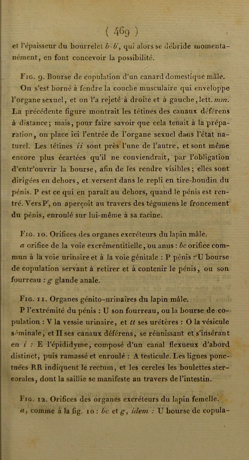 et l’épaisseur du bourrelet h-b\ qui alors se débride luomeiita- I néinent, en font concevoir la possibilité. Fig. 9. Bourse de copulation d’un canard domestique mâle. On s’est borné à fendre la couche musculaire qui enveloppe i l’organe sexuel, et on l’a rejeté à droite et à gauche, lett. [ La précédente figure montrait les tétines des canaux déférens I à distance; mais, pour faire savoir que cela tenait à la prépa- I ration, on place ici l’entrée de l’organe sexuel dans l’état na- I turel. Les tétines H sont près l’une de l’autre, et sont même j encore plus écartées qu’il ne conviendrait, par l’obligation d’entr’ouvrir la bourse, afin de les rendre visibles; elles sont dirigées en dehors, et versent dans le repli en tire-boudin du pénis. P est ce qui en paraît au dehors, quand le pénis est ren- tré. Vers P', on aperçoit au travers des tégumensle froncement du pénis, enroulé sur lui-même à sa racine. Fig. 10. Orifices des organes excréteurs du lapin mâle. a orifice de la voie excrémentitielle, ou anus : hc orifice com- mun à la voie urinaire et à la voie génitale : P pénis r^U bourse de copulation servant à retirer et à contenir le pénis, ou son fourreau : g glande anale. Fig. II. Organes génito-urinaires du lapin mâle. P l’extrémité du pénis : U son fourreau, ou la bourse de co- pulation : V la vessie urinaire, et tt ses urétères : O la vésicule si'minale, et II ses canaux déférens, se réunissant et s’insérant en i : E l’épididyme, composé d’un canal flexueux d’abord distinct, puis ramassé et enroulé : A testicule. Les lignes ponc- tuées RR indiquent le rectum, et les cercles les boulettesster- corales, dont la saillie se manifeste au travers de l’intestin. Fig. 12. Orifices des organes excréteurs du lapin femelle. rt, comme à la fig. 10 : bc et g, idem : U bourse de copula-