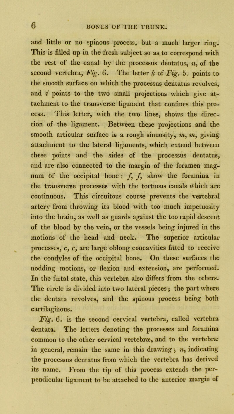 and little or no spinous process, but a much larger ring. This is filled up in the fresh subject so as to correspond with the rest of the canal by the processus dentatus, n, of the second vertebra, Fig. 6. The letter k of Fig. 5. points to the smooth surface on which the processus dentatus revolves, and i points to the two small projections which give at- tachment to the transverse ligament that confines this pro- cess. This letter, wTith the two lines, shows the direc- tion of the ligament. Between these projections and the smooth articular surface is a rough sinuosity, m, m, giving attachment to the lateral ligaments, which extend between these points and the sides of the processus dentatus, and are also connected to the margin of the foramen mag- num of the occipital bone : f9 f, show the foramina in the transverse processes with the tortuous canals which are continuous. This circuitous course prevents the vertebral artery from throwing its blood with too much impetuosity into the brain, as well as guards against the too rapid descent of the blood by the vein, or the vessels being injured in the motions of the head and neck. The superior articular processes, c, c, are large oblong concavities fitted to receive the condyles of the occipital bone. On these surfaces the nodding motions, or flexion and extension, are performed. In the foetal state, this vertebra also differs from the others. The circle is divided into two lateral pieces ; the part where the dentata revolves, and the spinous process being both cartilaginous. Fig. 6. is the second cervical vertebra, called vertebra dentata. The letters denoting the processes and foramina common to the other cervical vertebrae, and to the vertebra in general, remain the same in this drawing; n, indicating the processus dentatus from which the vertebra has derived its name. From the tip of this process extends the per- pendicular ligament to be attached to the anterior margin of